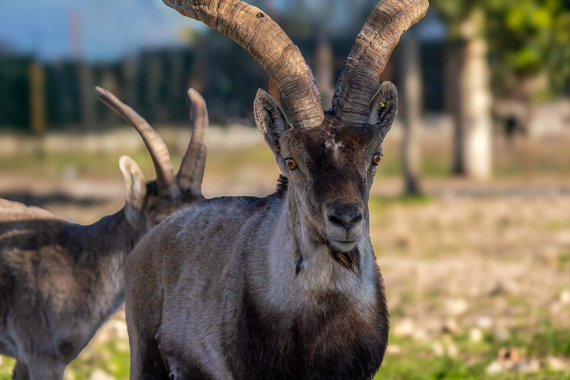 Iberiensteinbock