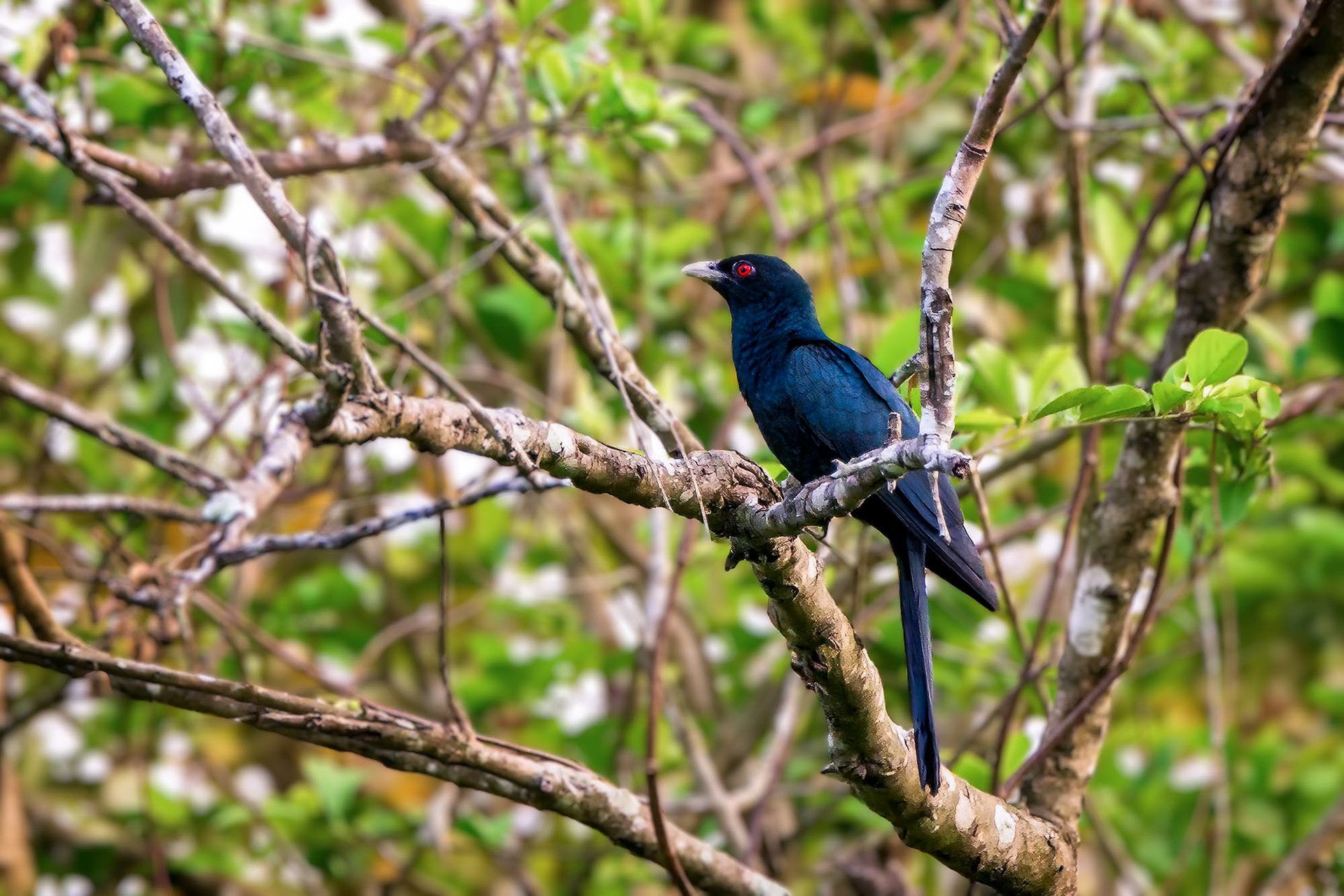 male