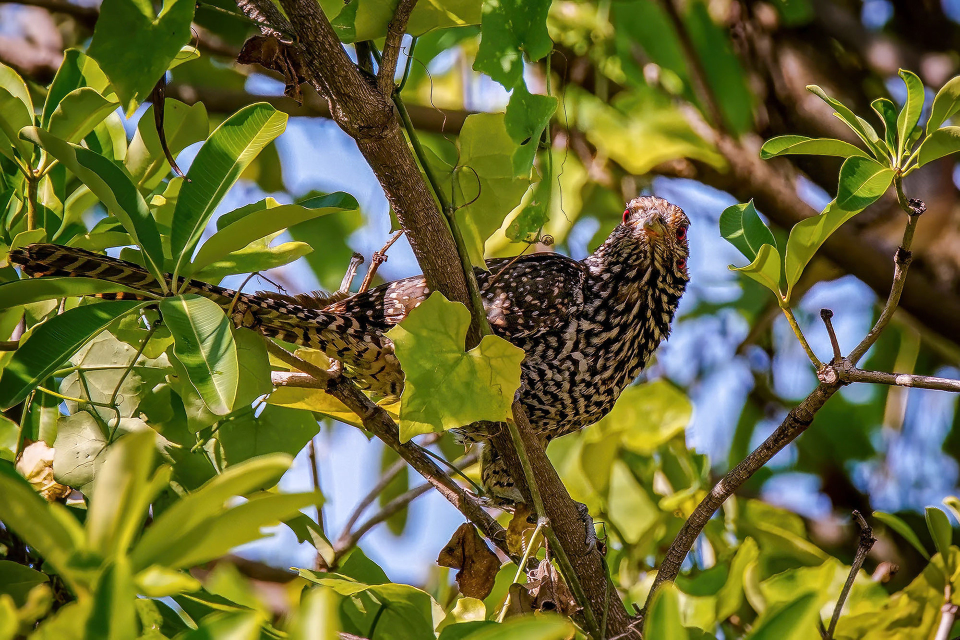 female