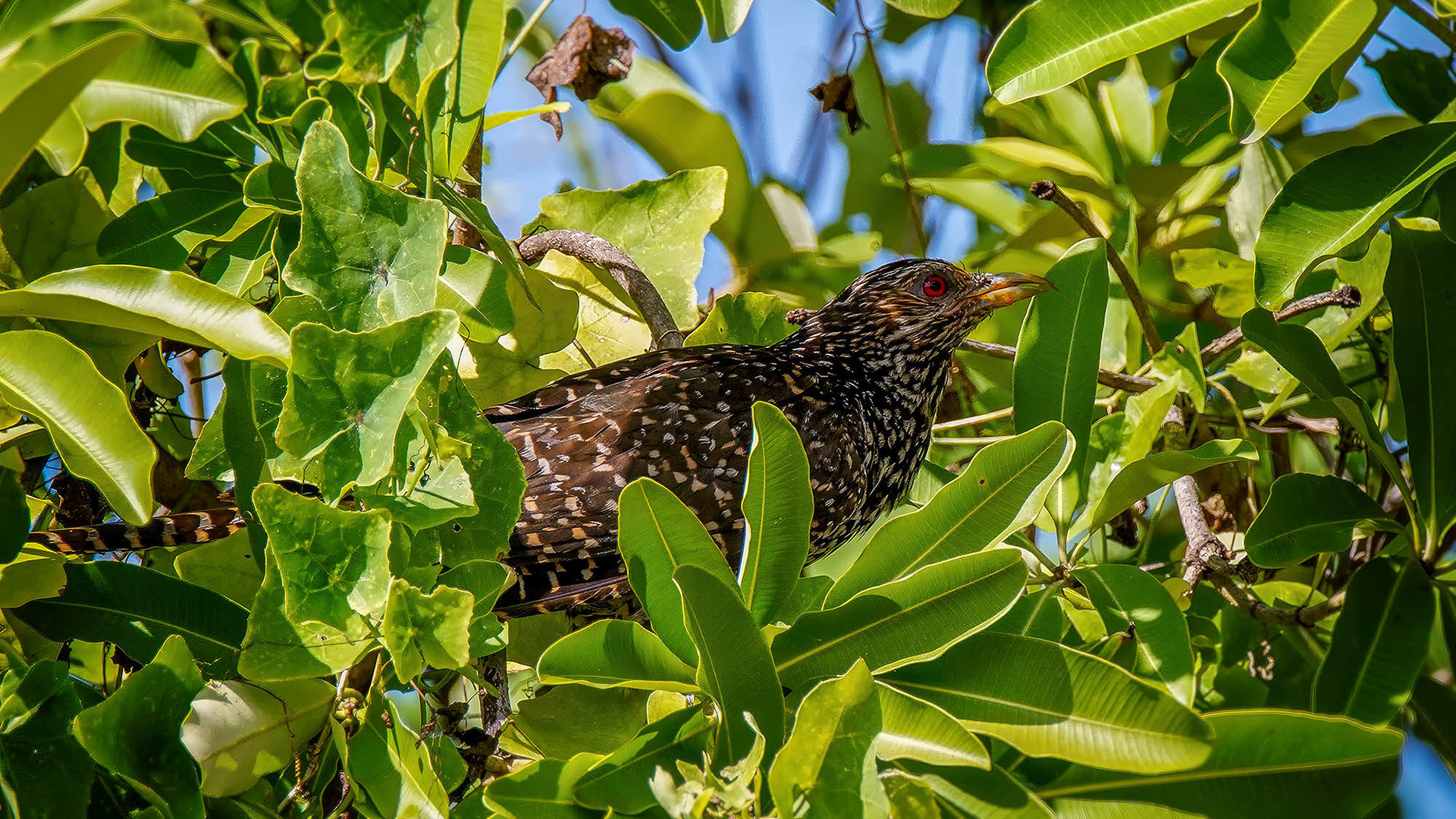 female