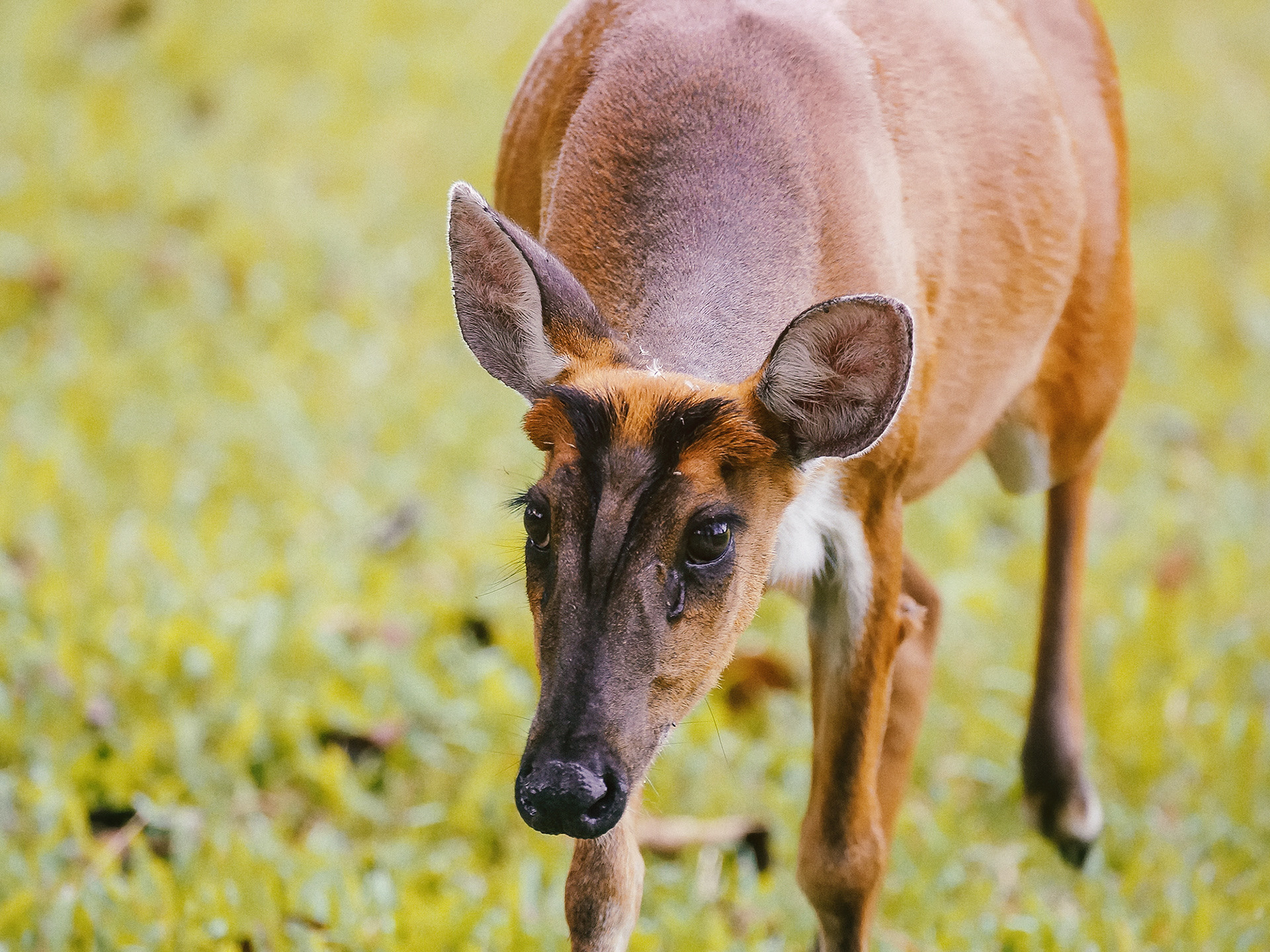female