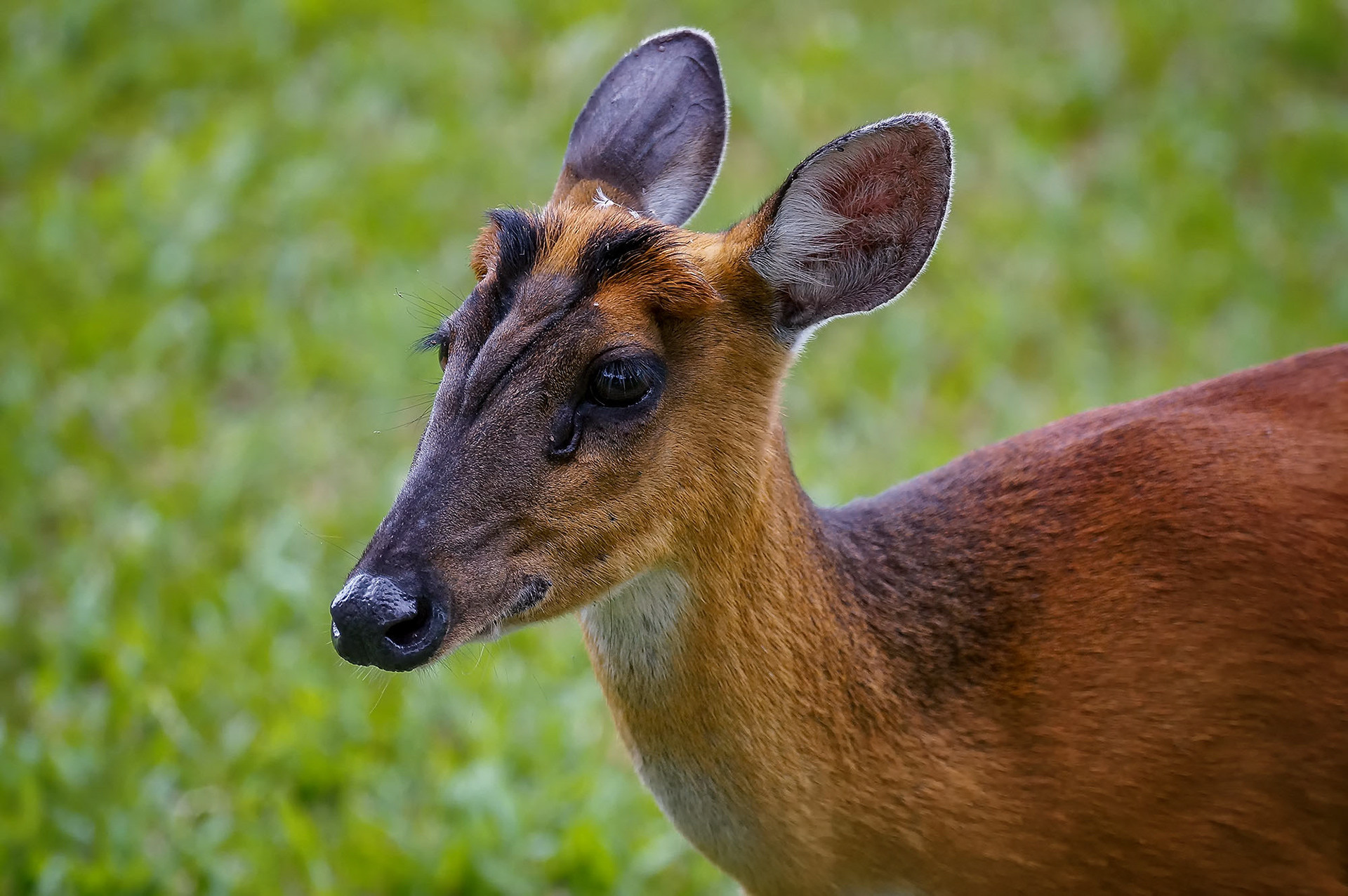female
