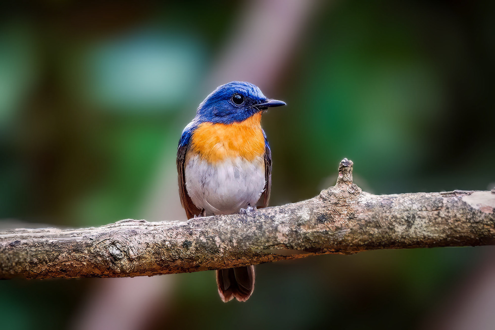 male