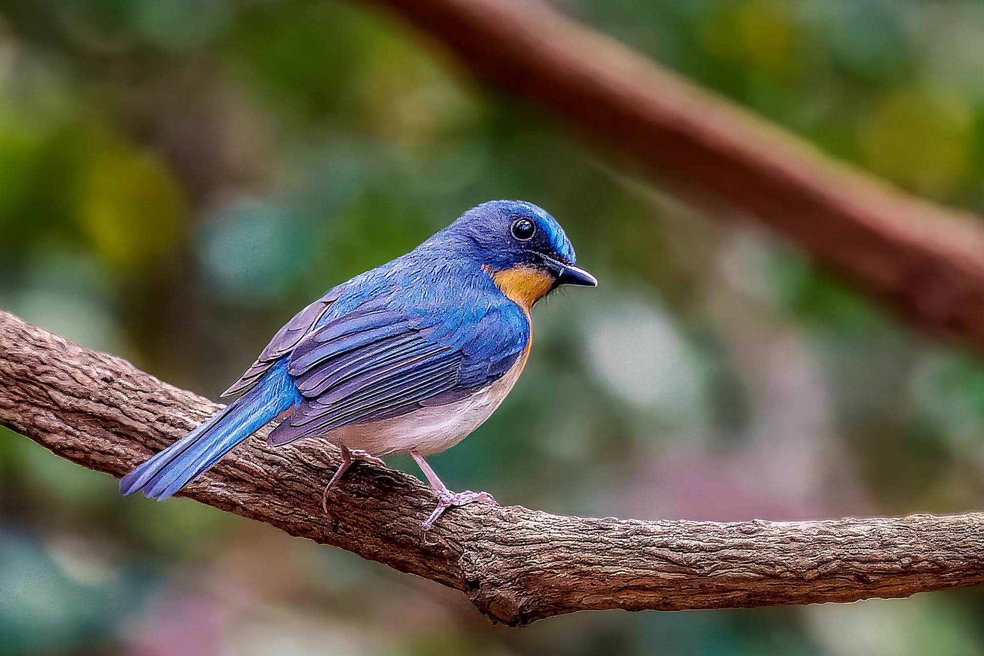 male