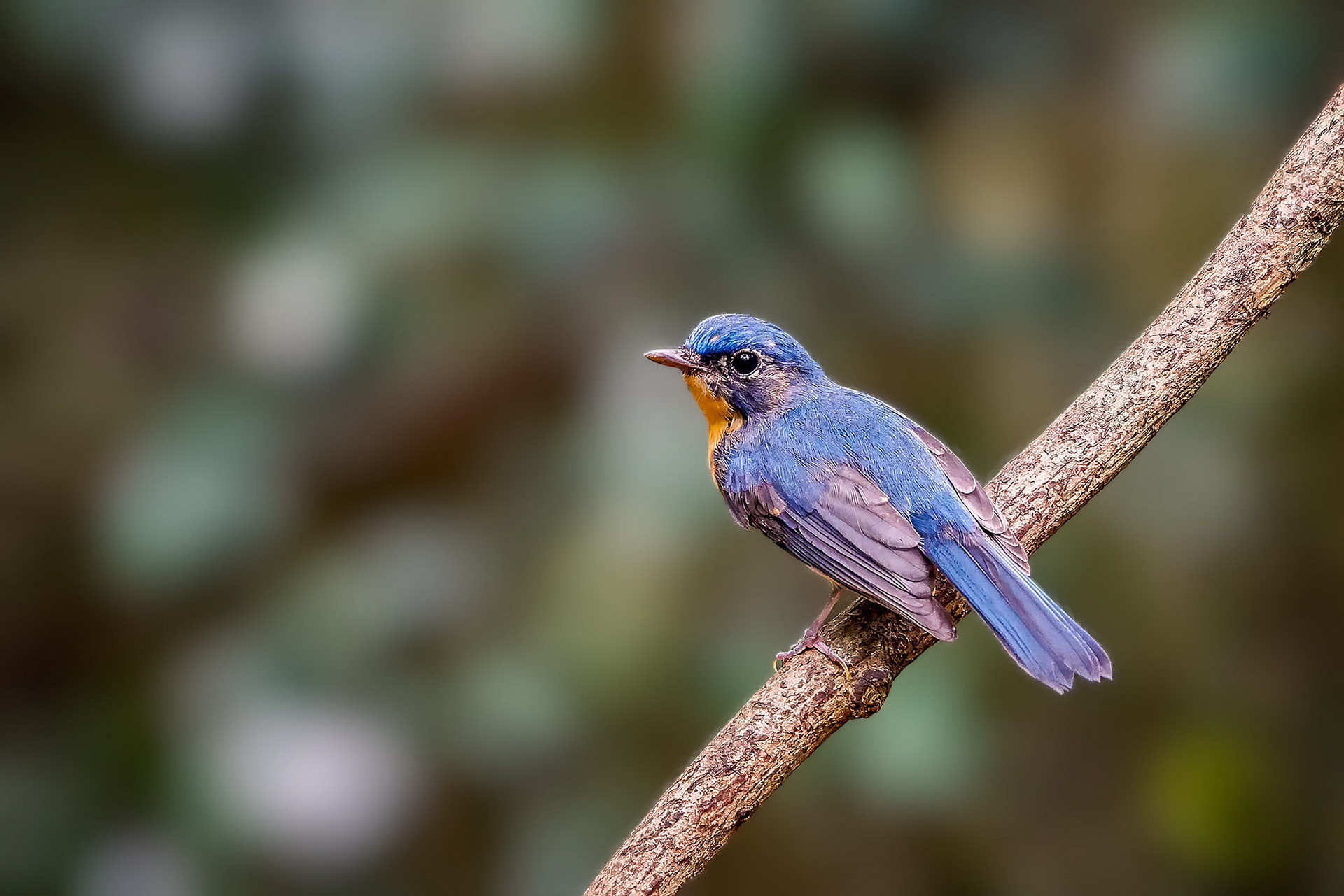 juvenile