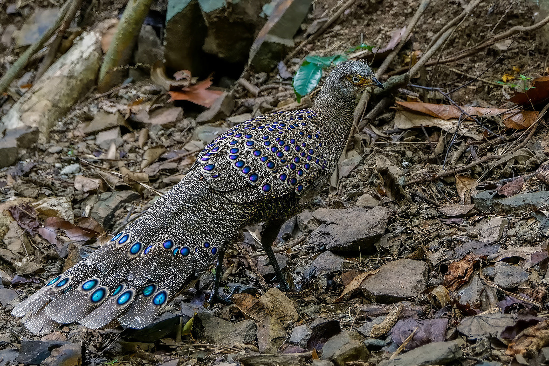 male