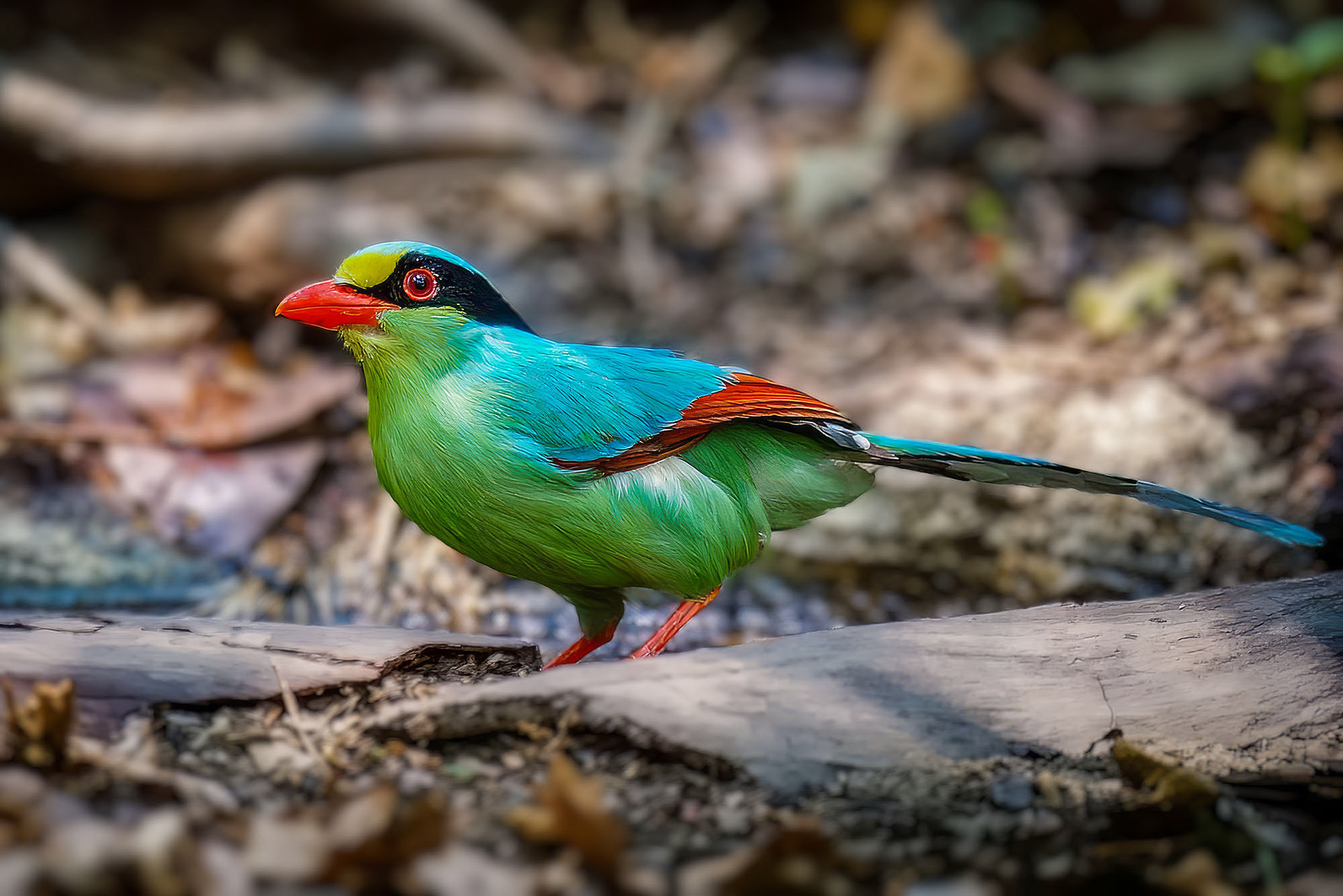 Jagdelster (Common Green Magpie)
