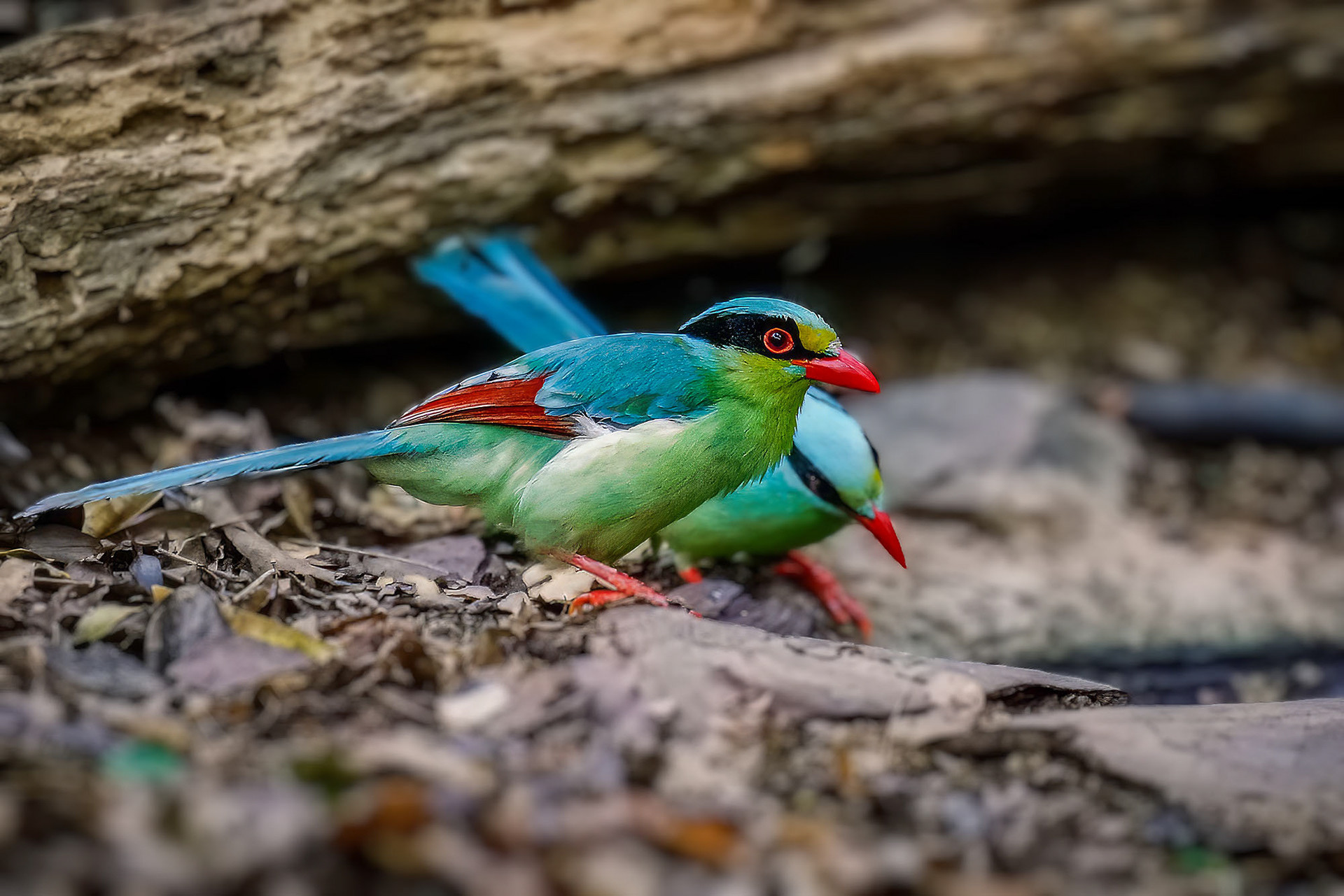 Jagdelster (Common Green Magpie)