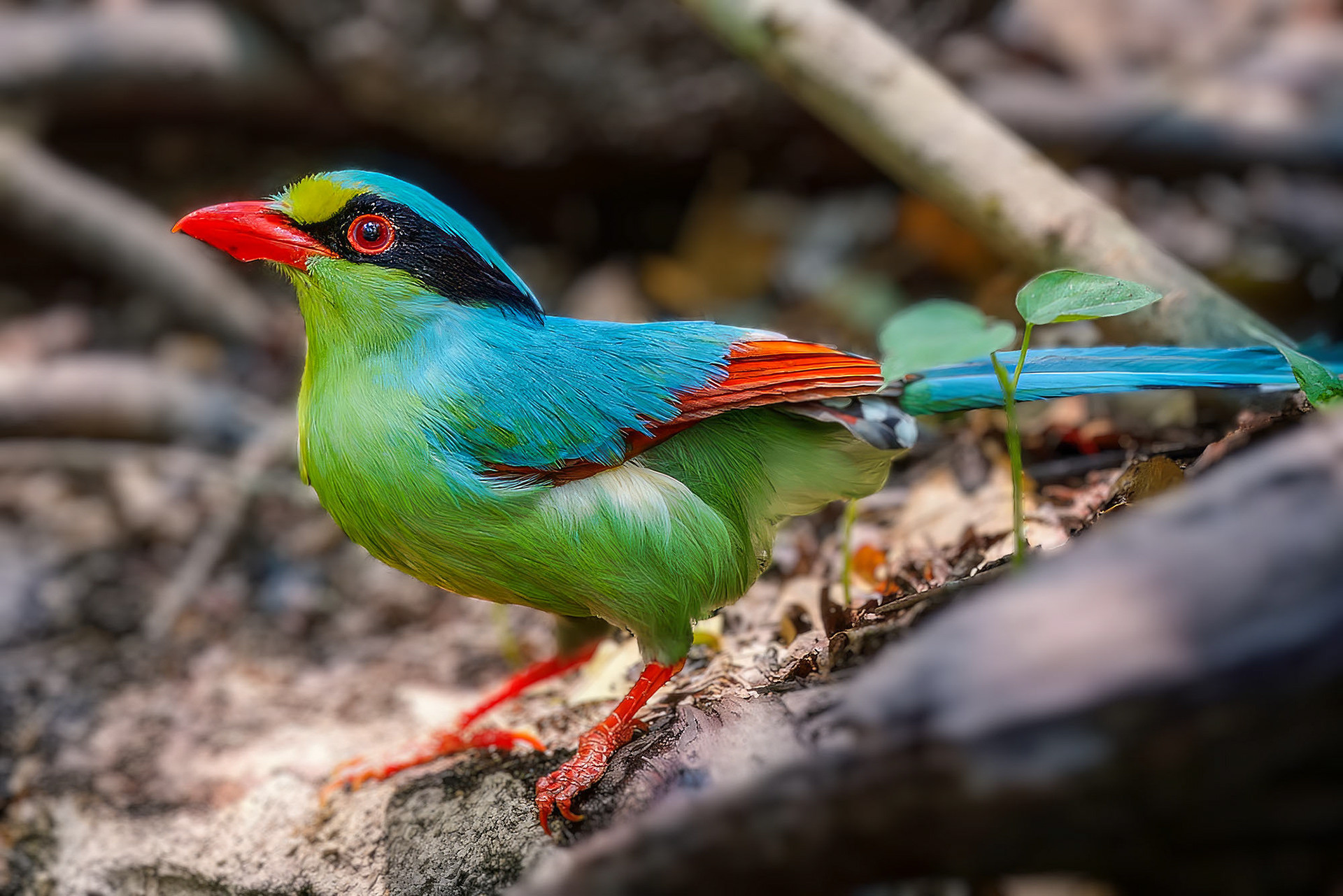 Jagdelster (Common Green Magpie)