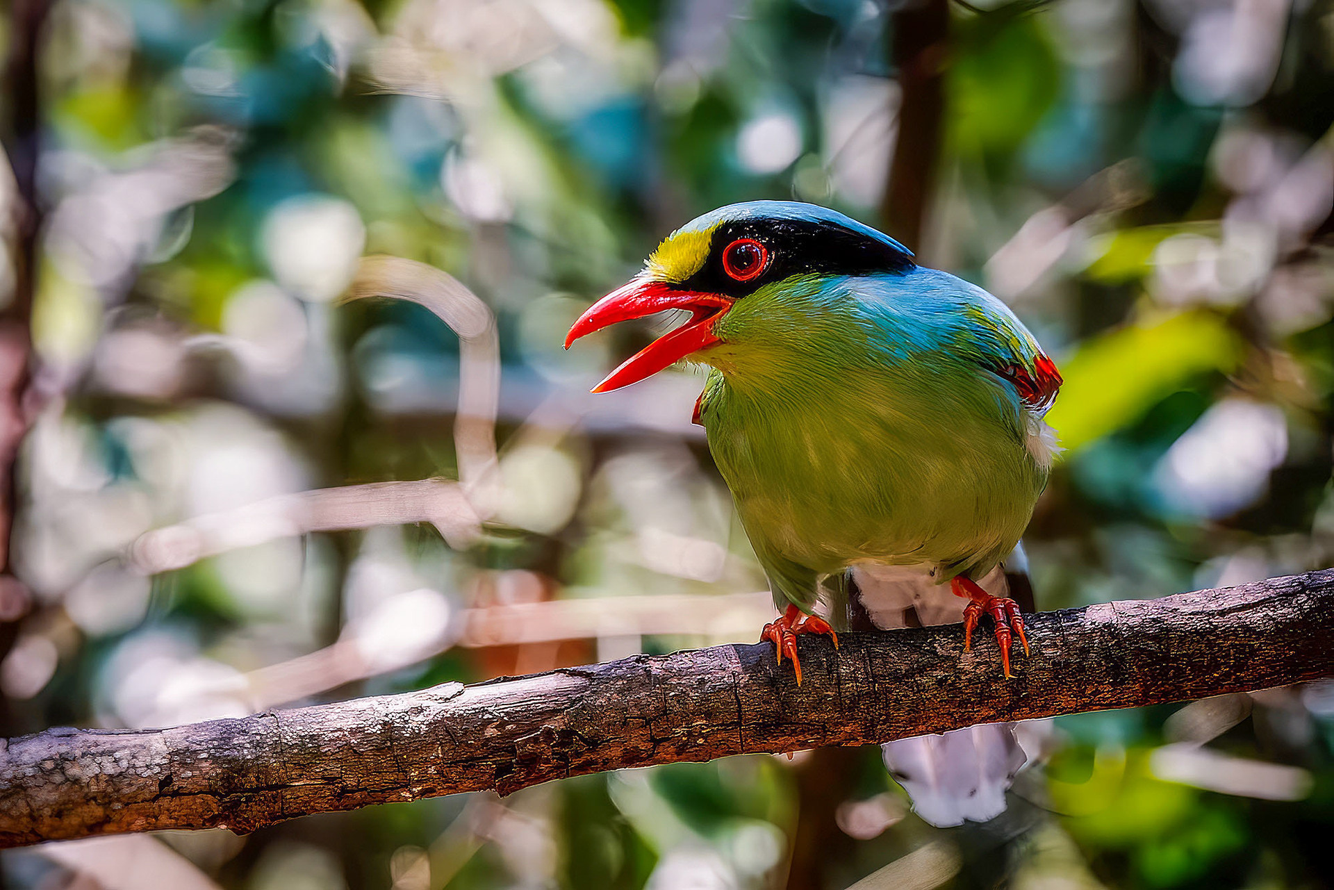 Jagdelster (Common Green Magpie)