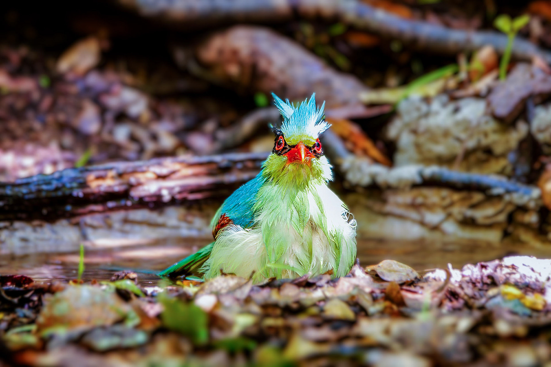 Jagdelster (Common Green Magpie)