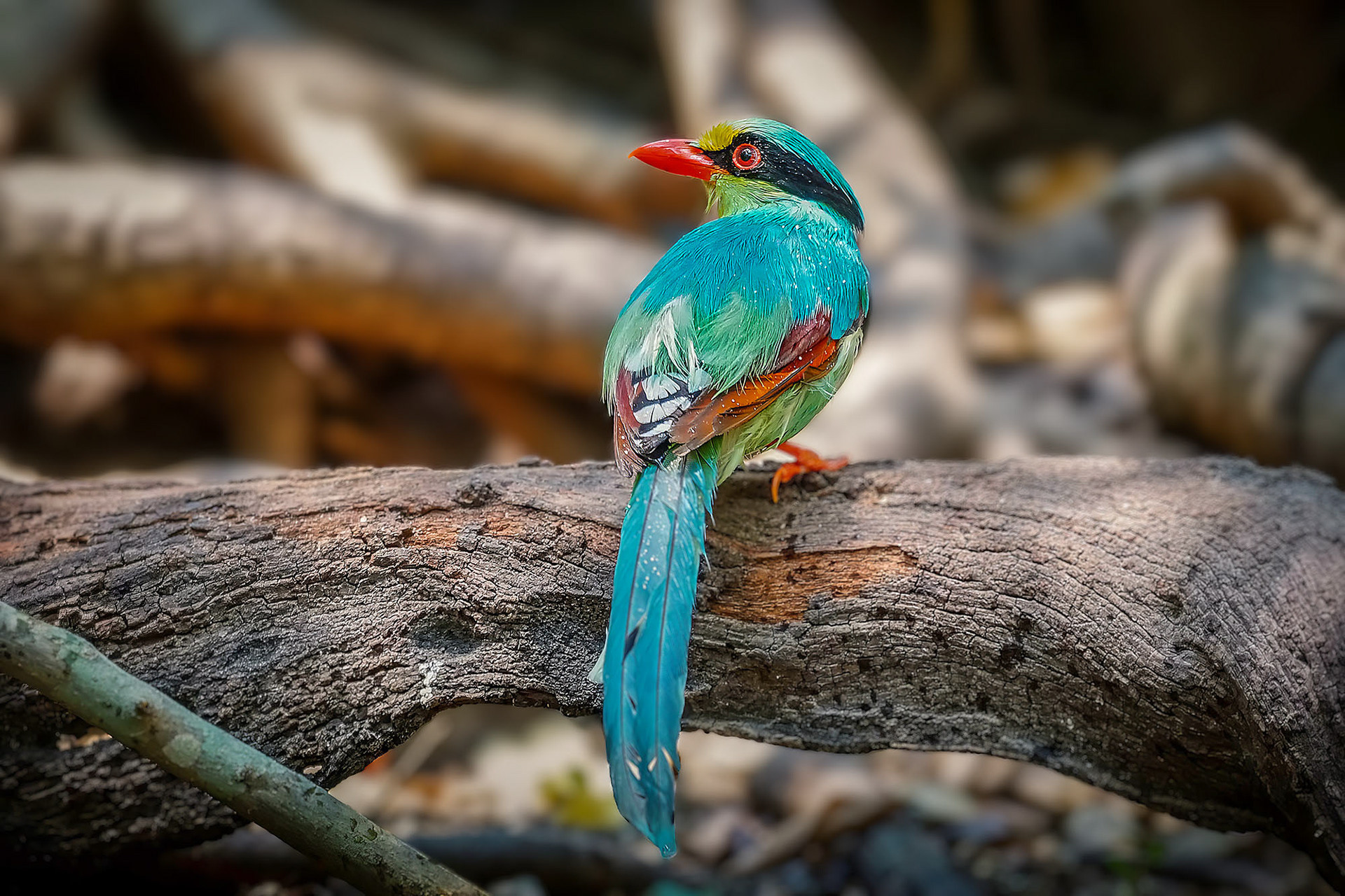 Jagdelster (Common Green Magpie)