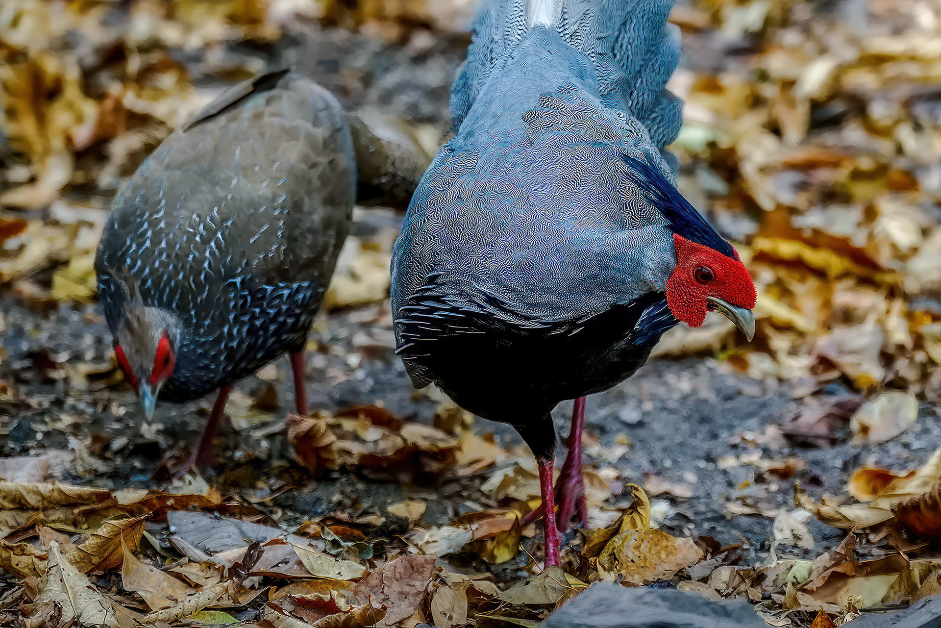 male & female