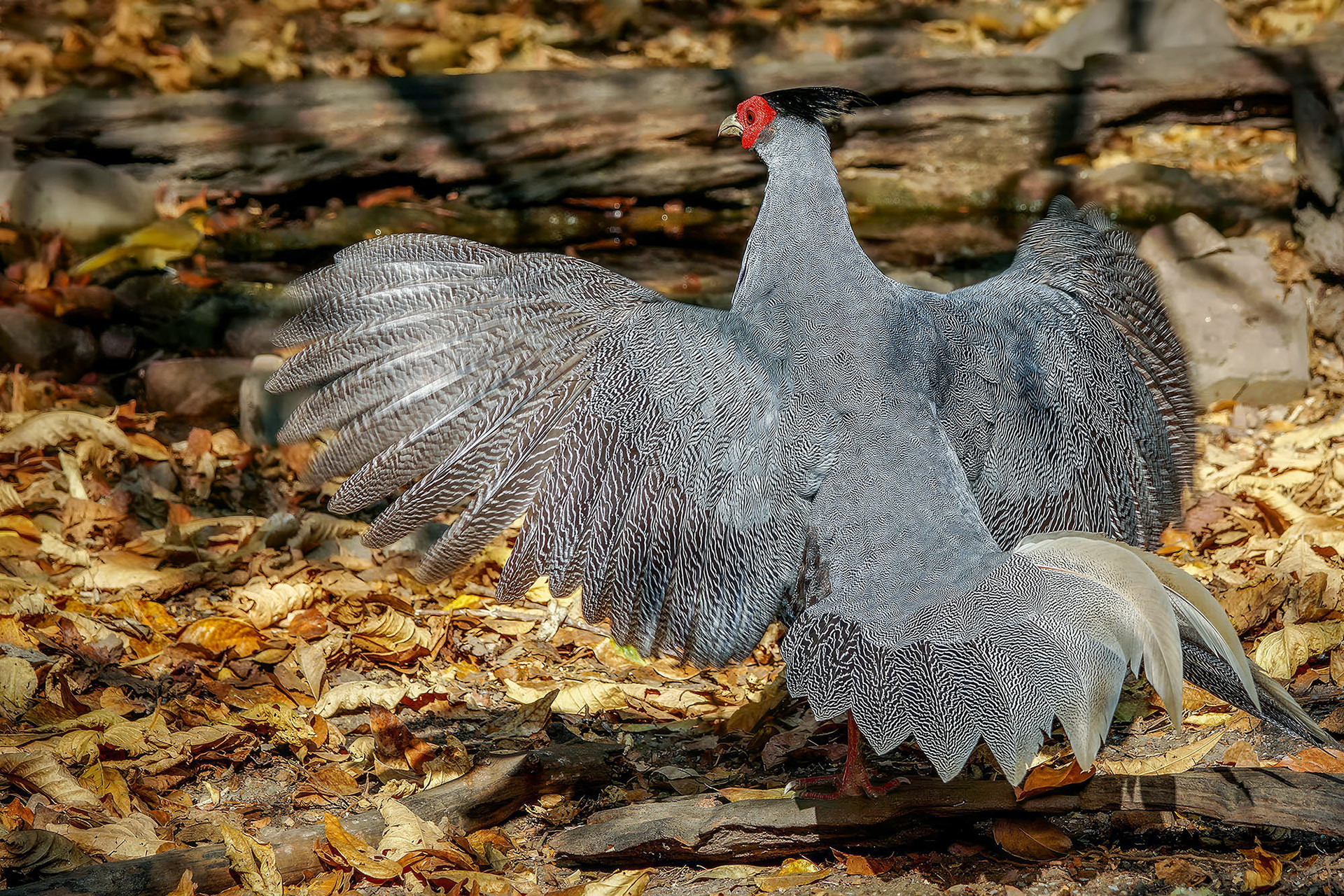 male