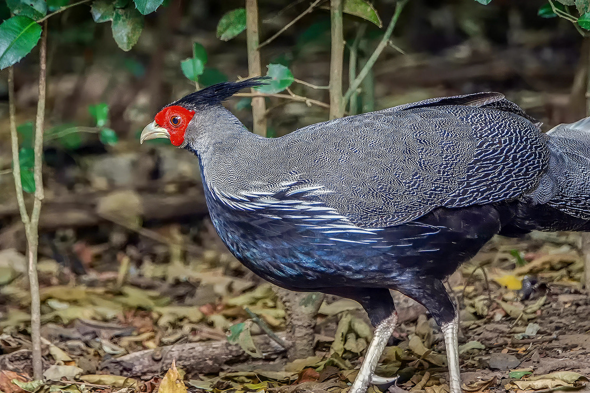 male