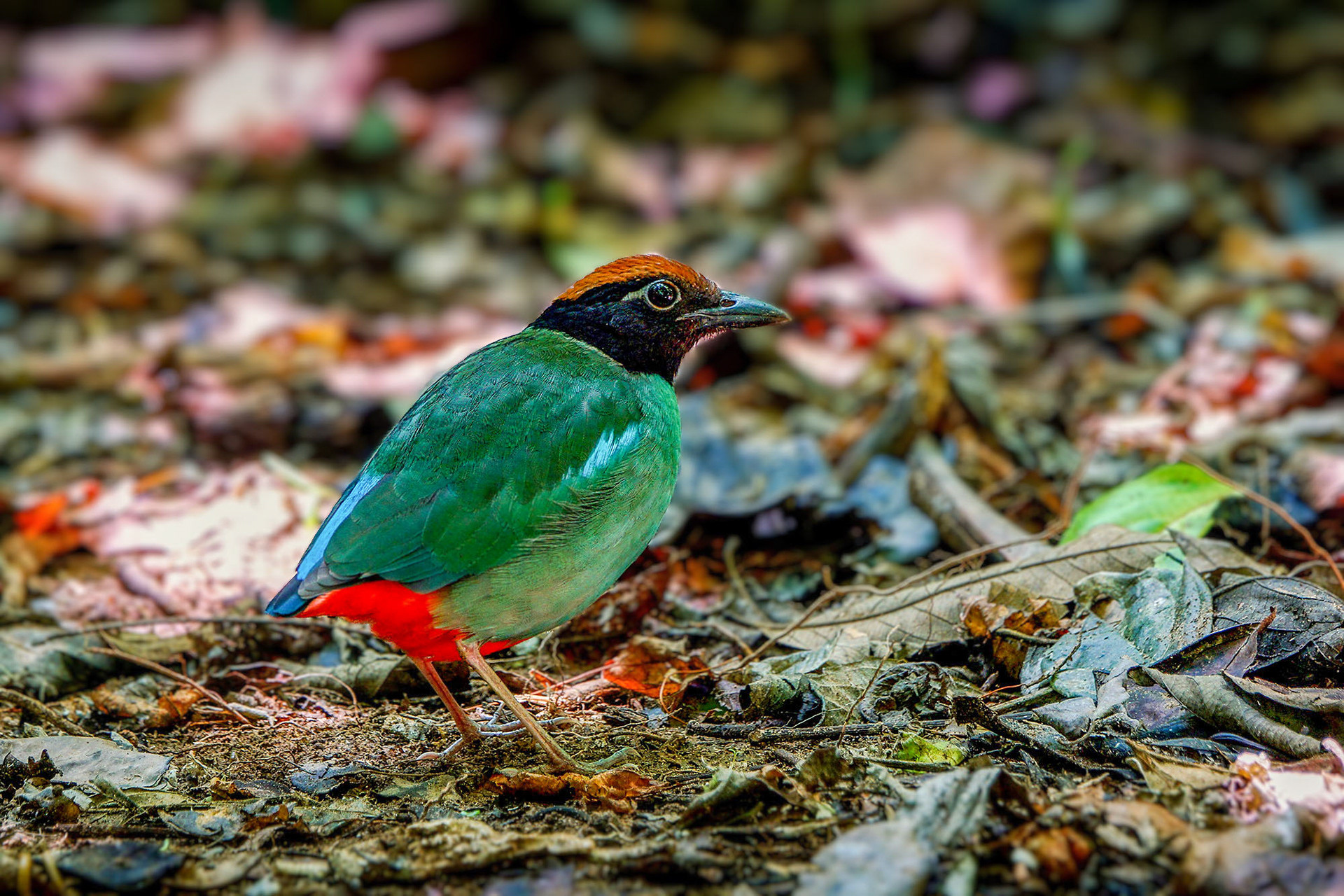 Kappenpitta