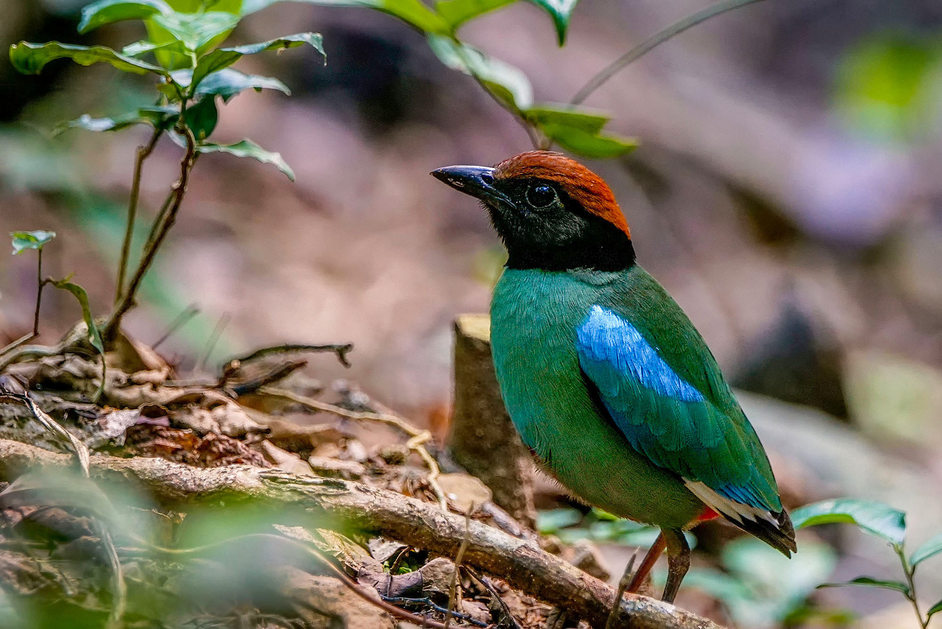 Kappenpitta