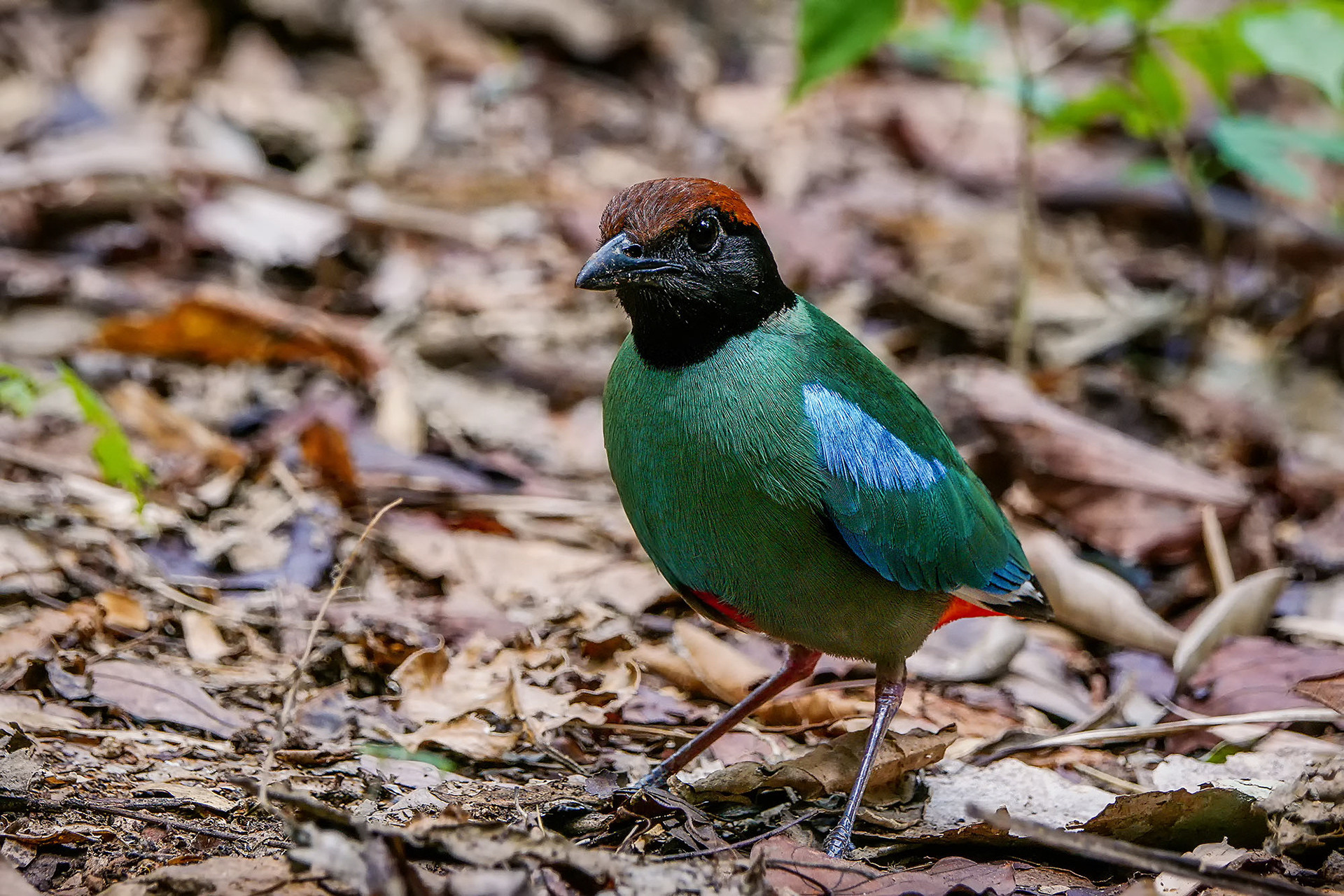 Kappenpitta