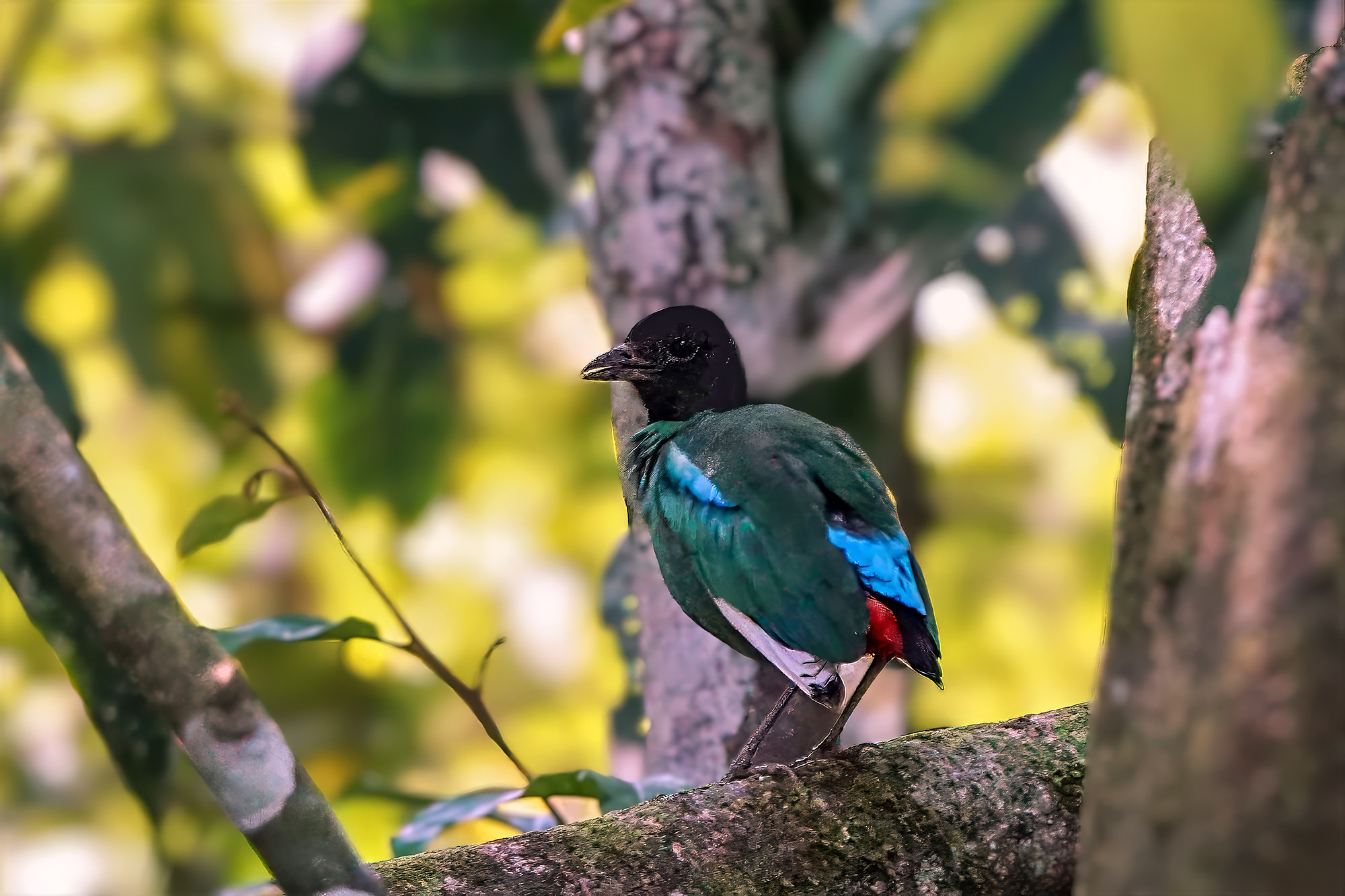 Kappenpitta (Unterart mulleri)
