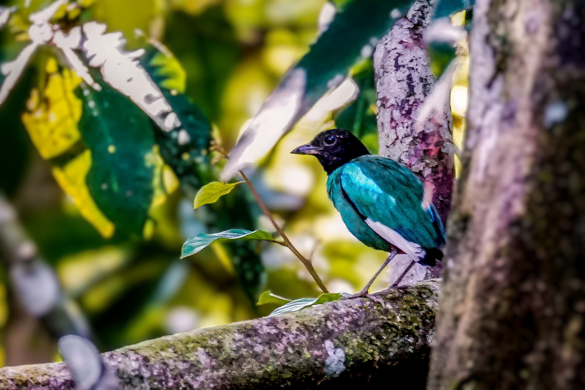 Kappenpitta (Unterart mulleri)