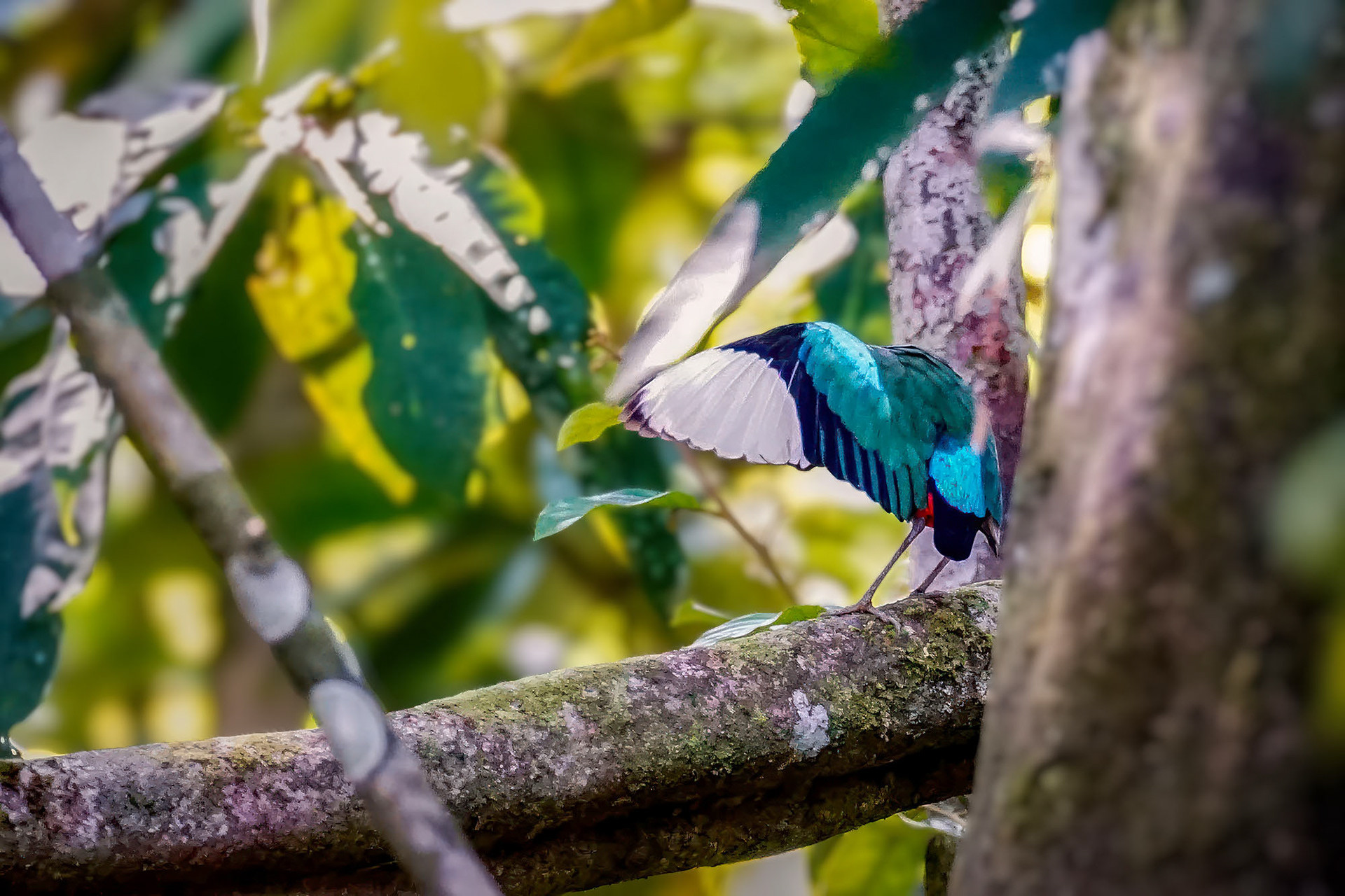 Kappenpitta (Unterart mulleri)