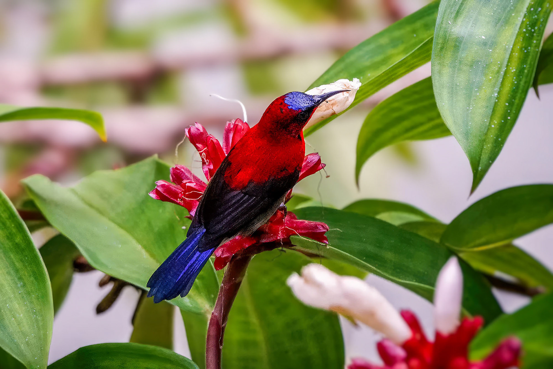 Karmesinnektarvogel