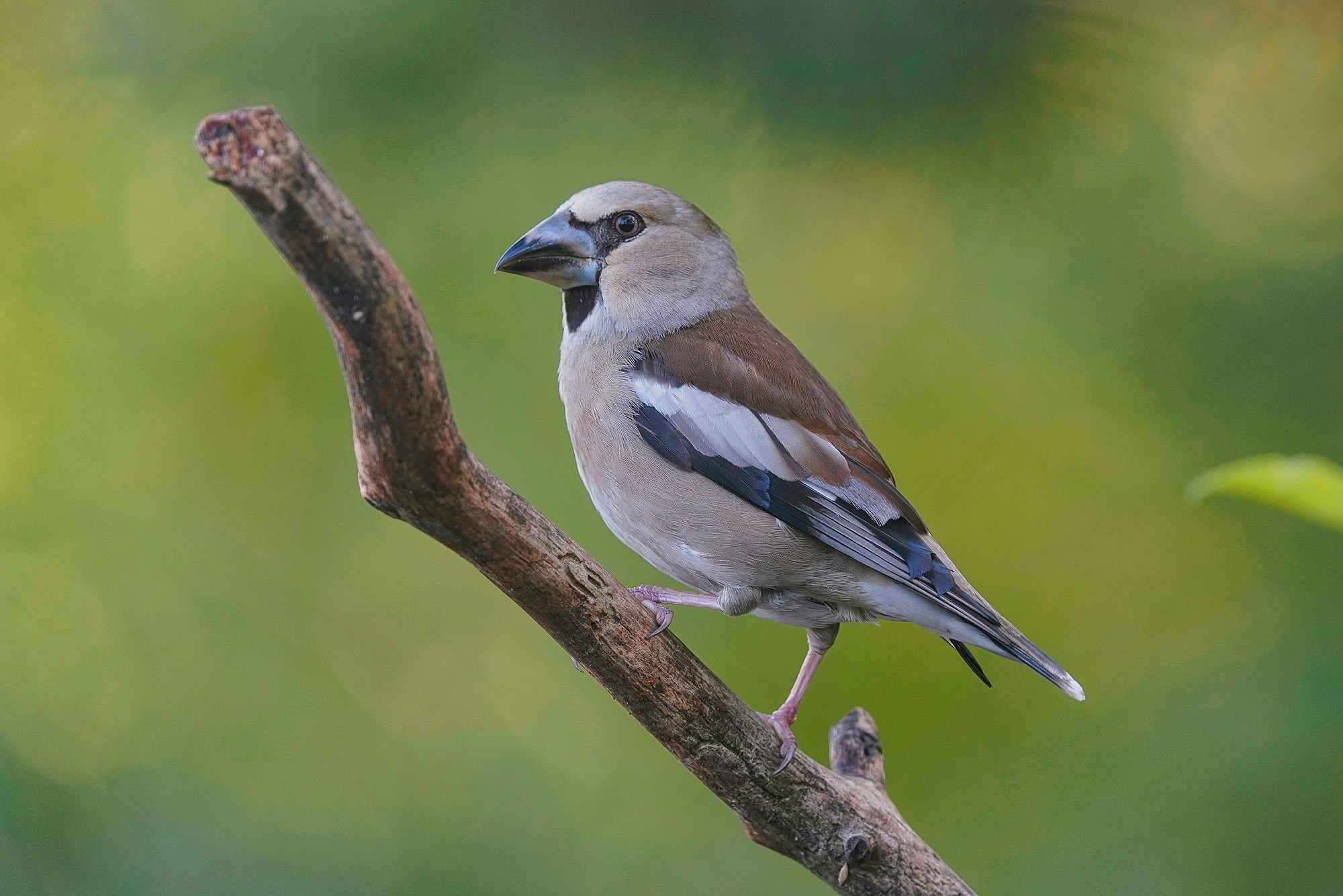 female