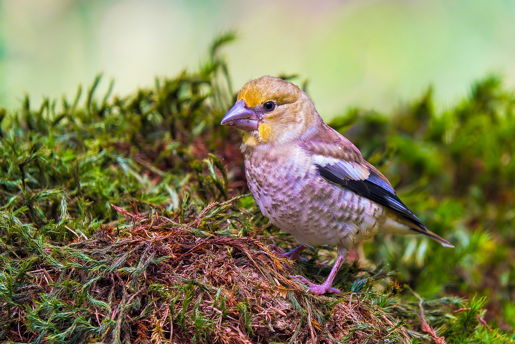 juvenile