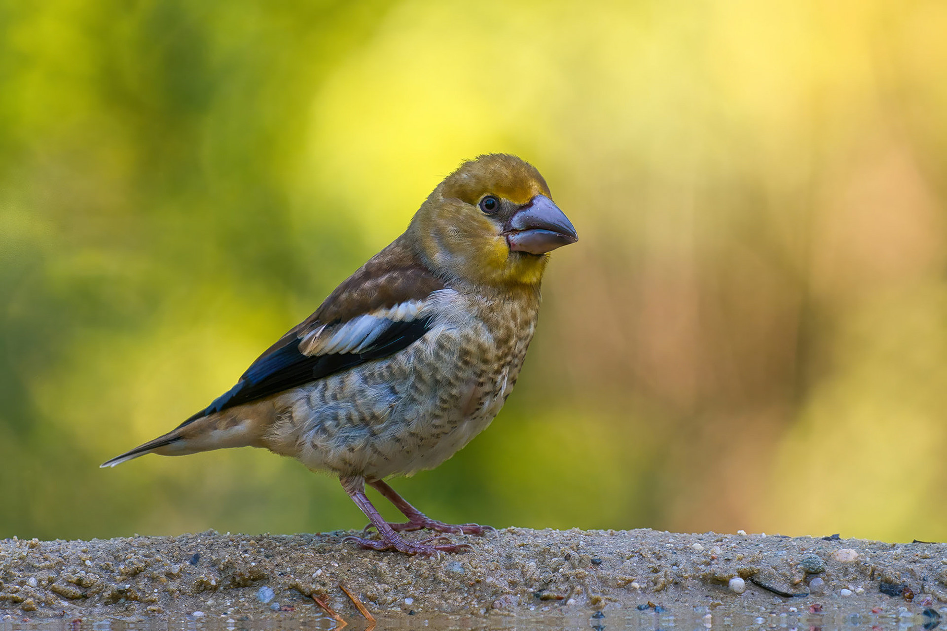 juvenile