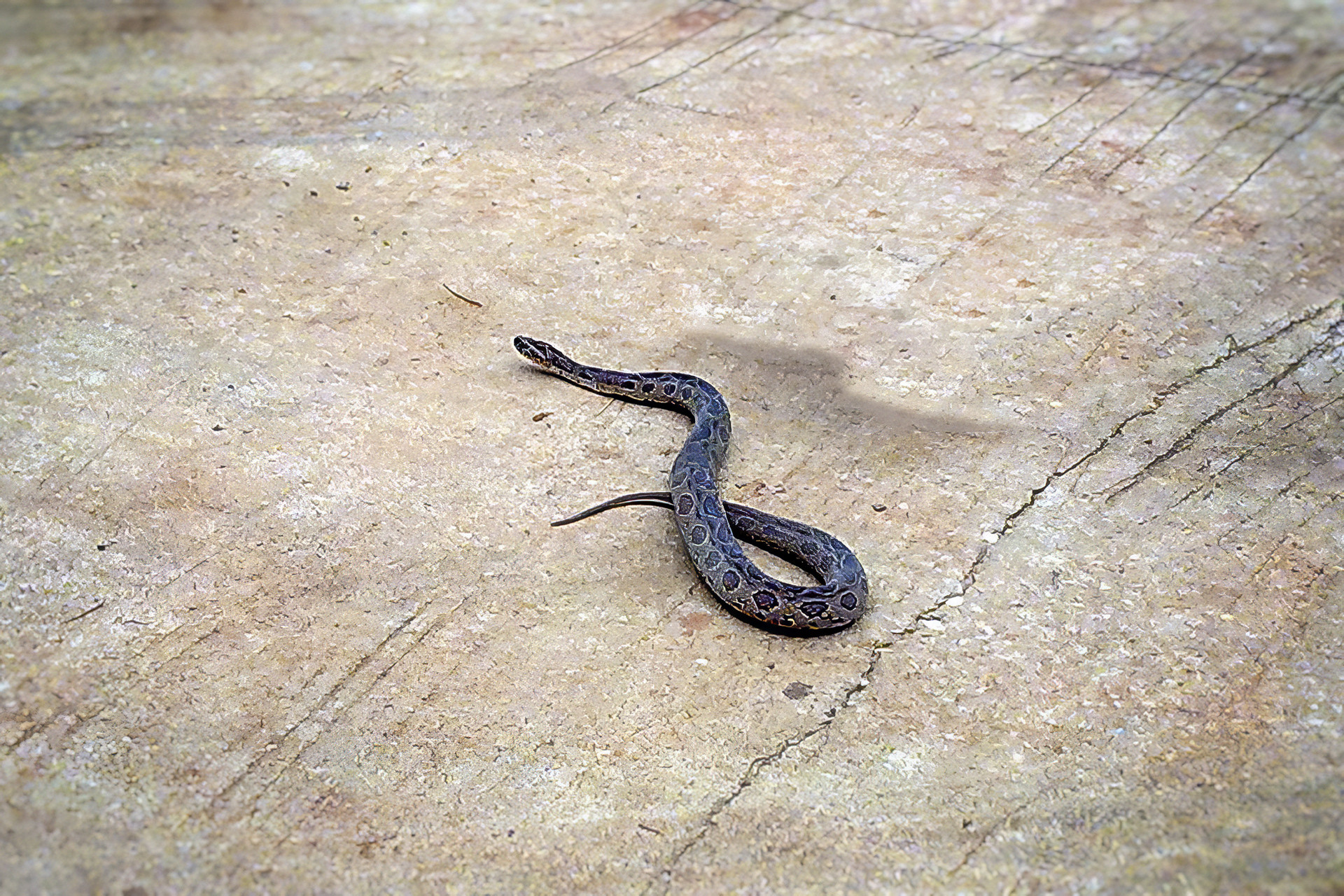 Kettenviper