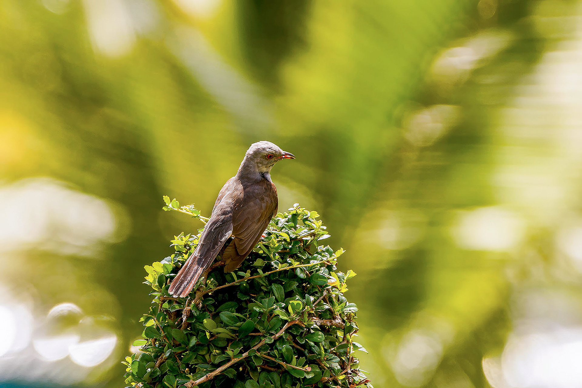 male