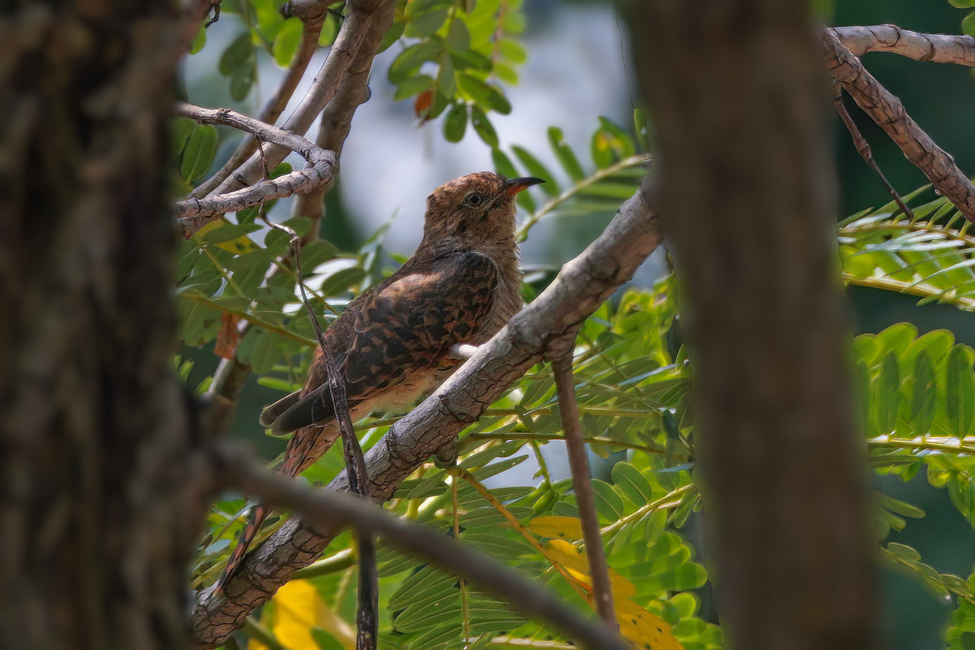 female