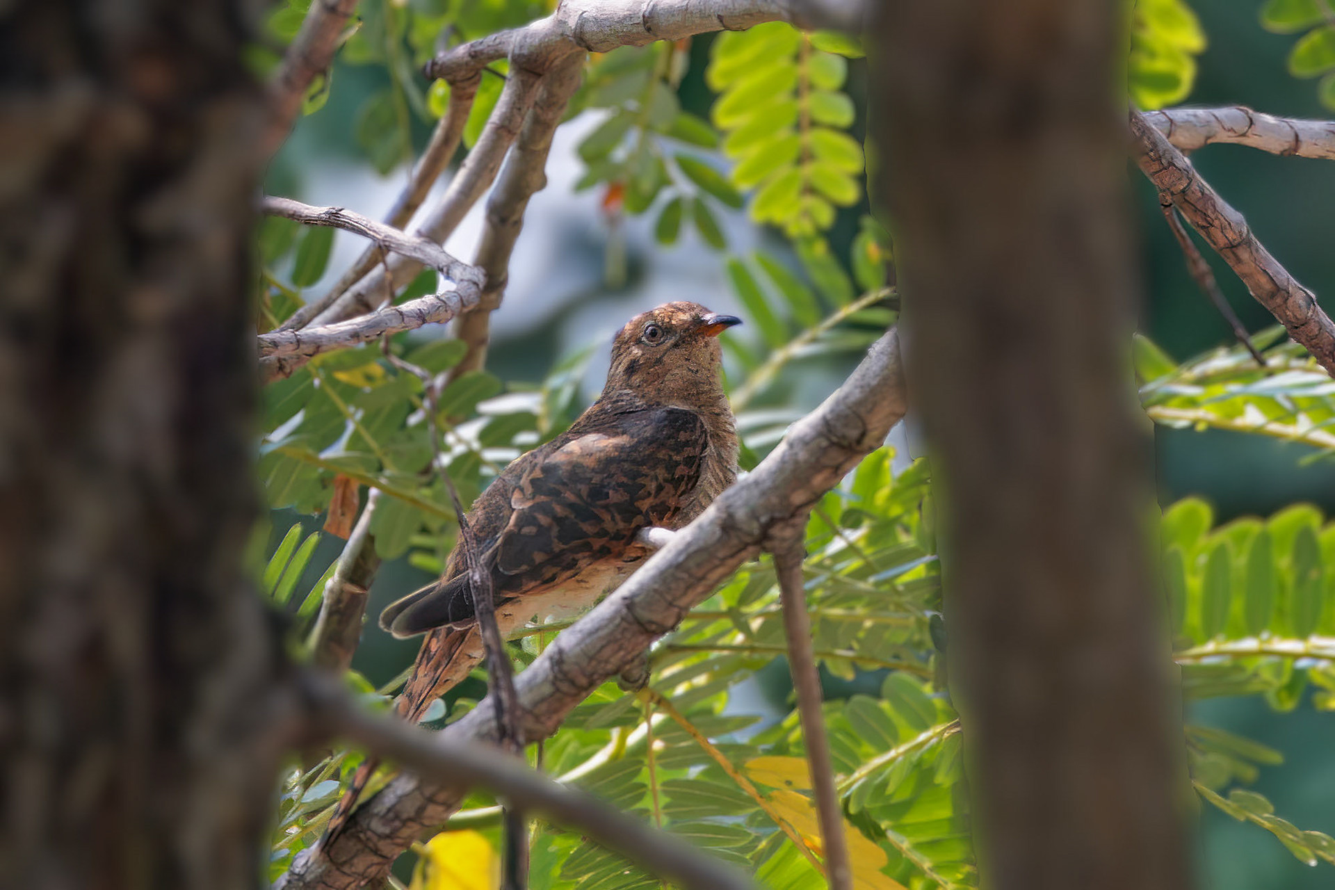 female