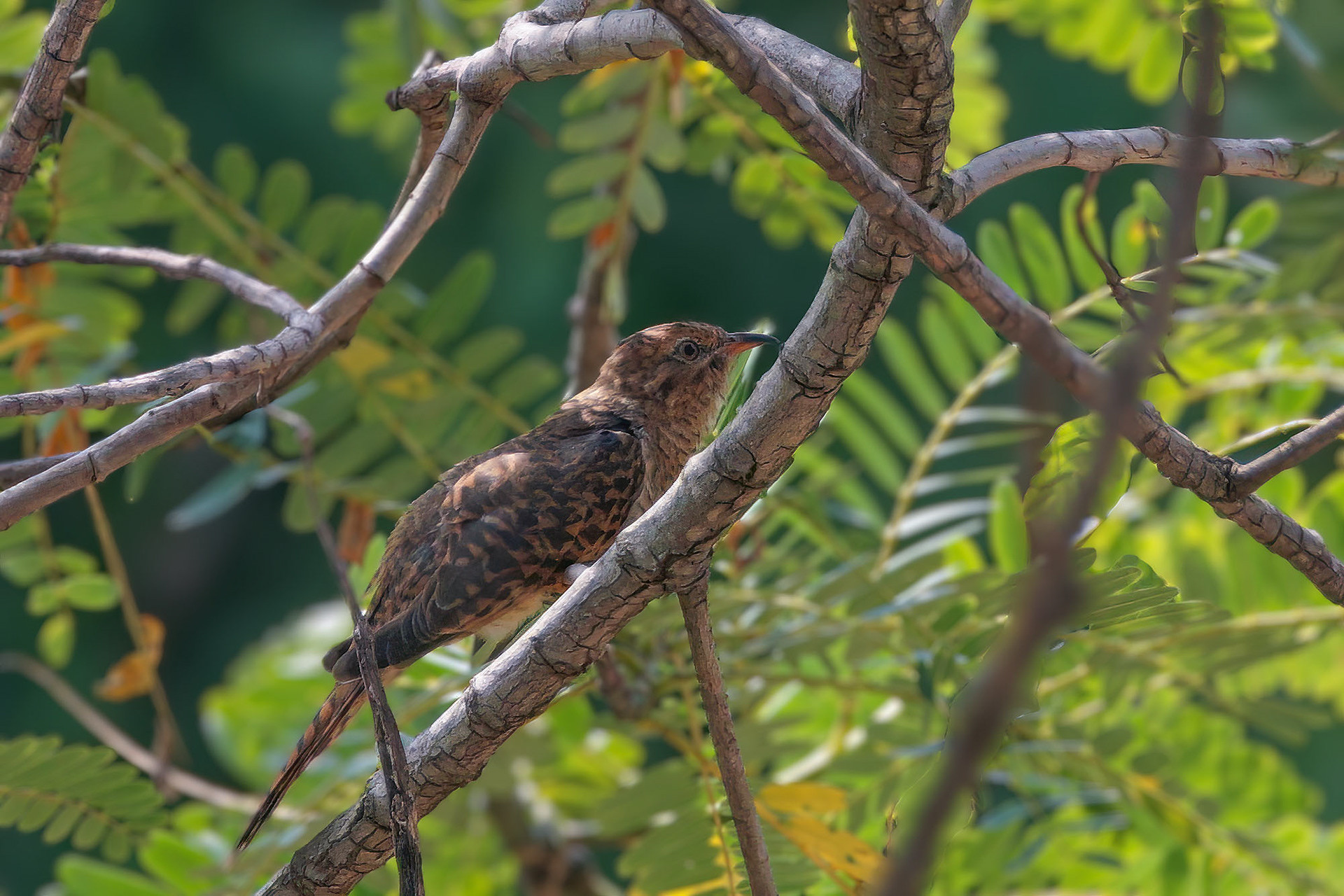 female