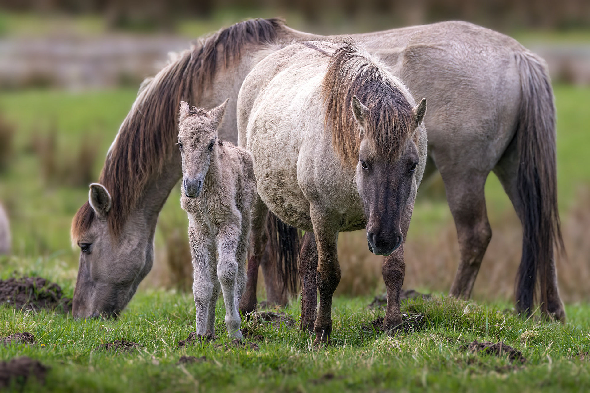 Konik