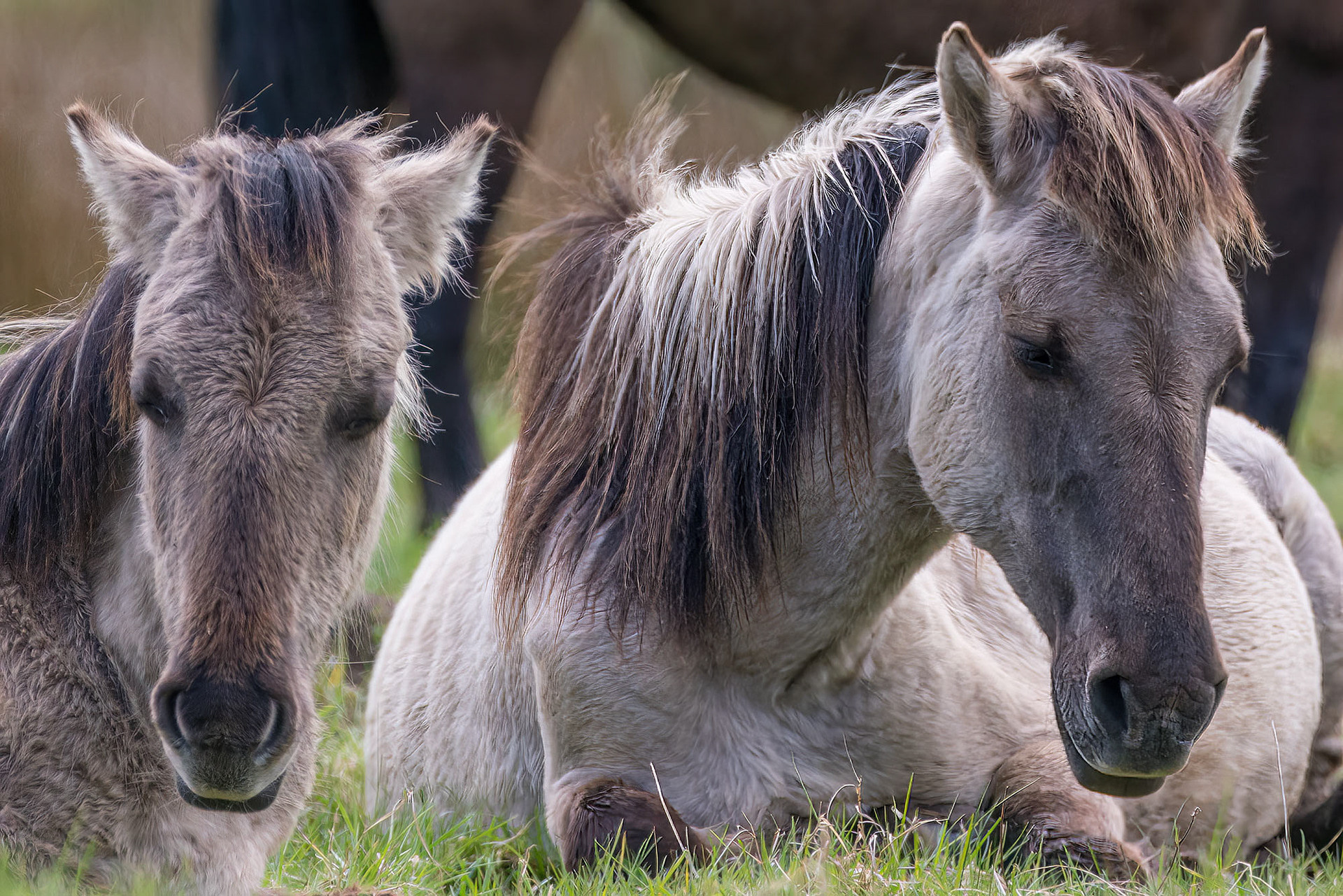Konik
