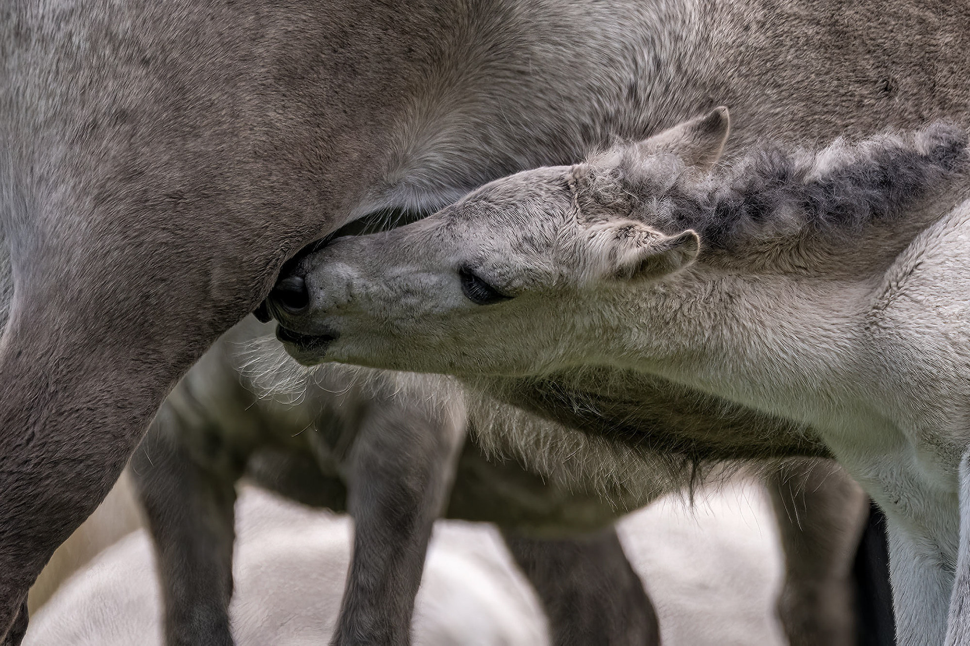 Fohlen trinkt Milch