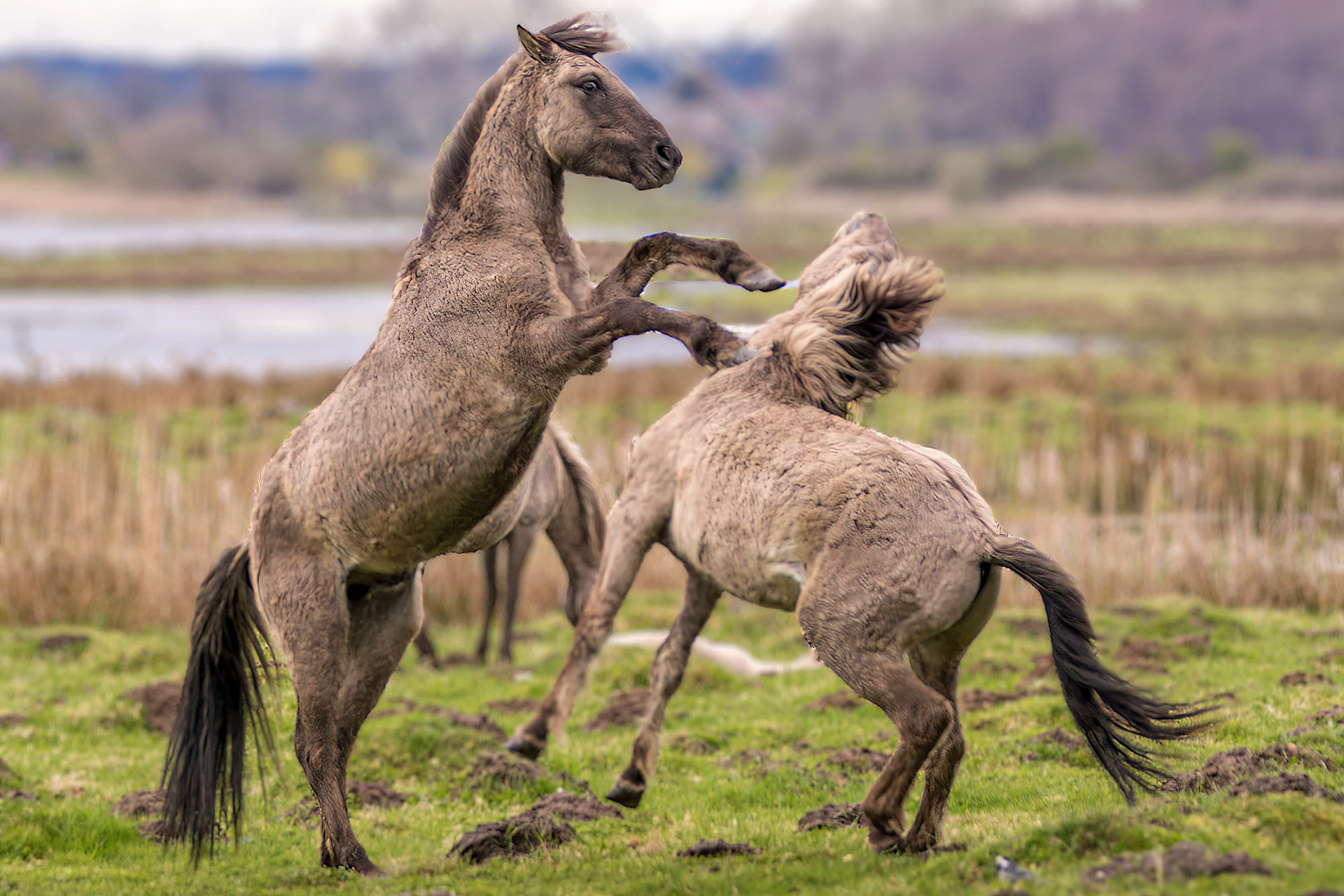 Konik