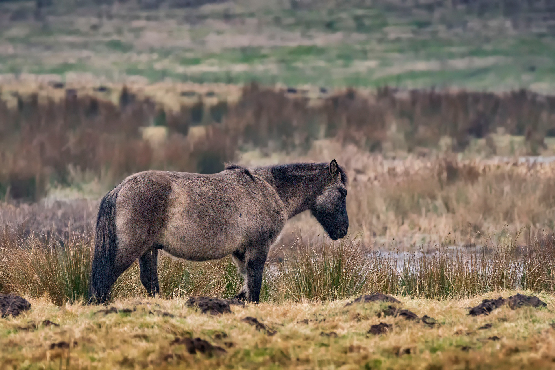 Konik