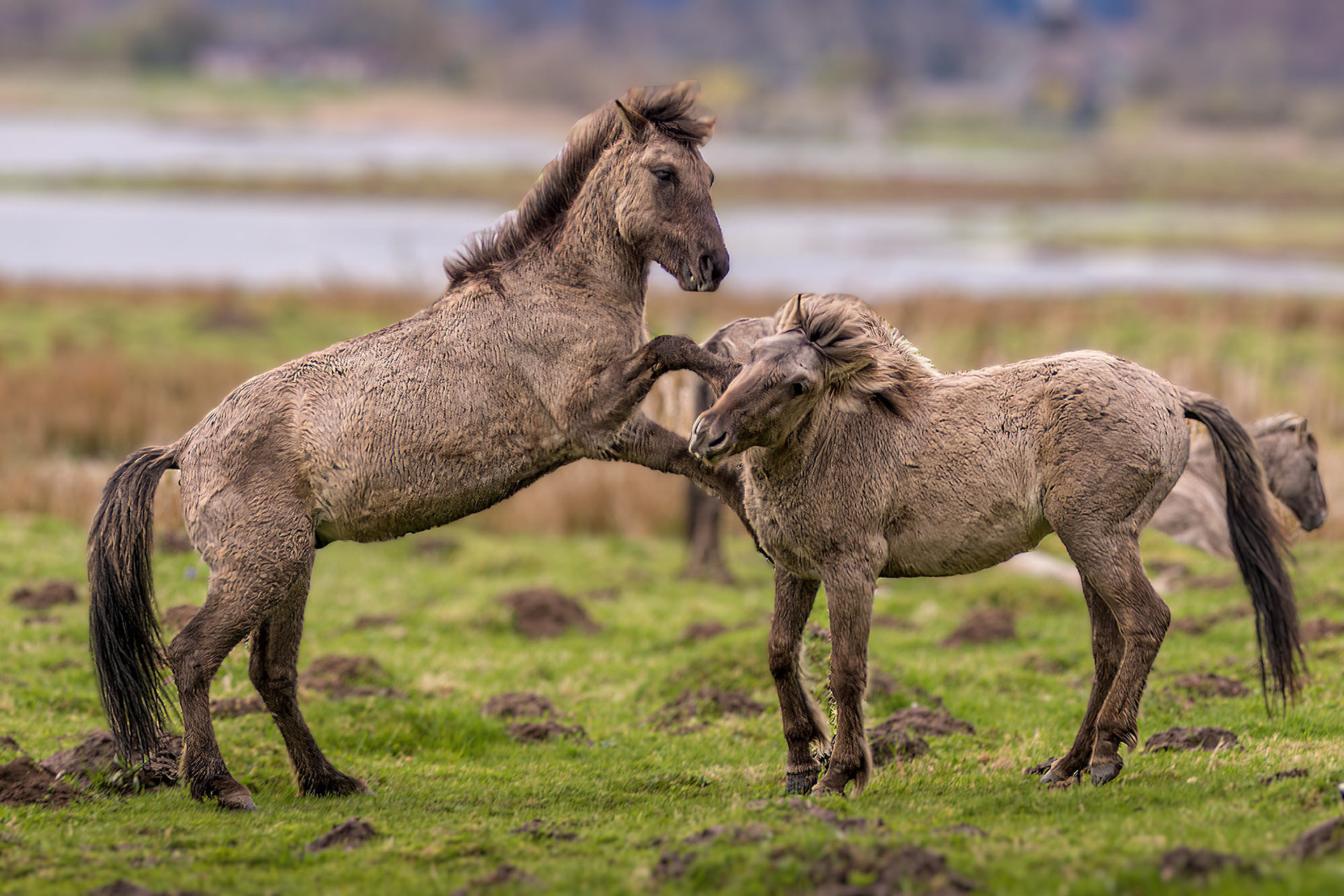 Konik