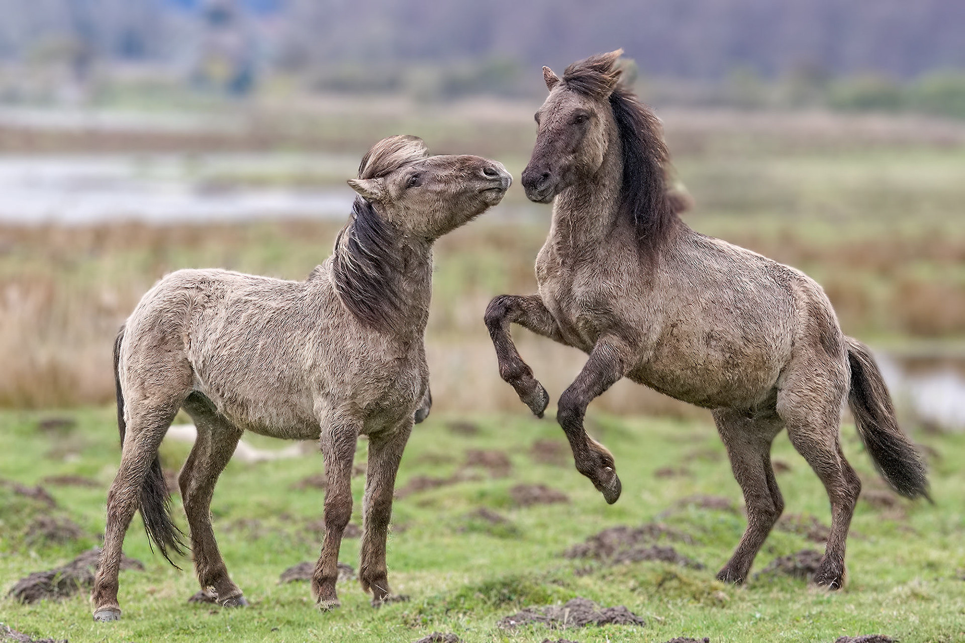 Konik