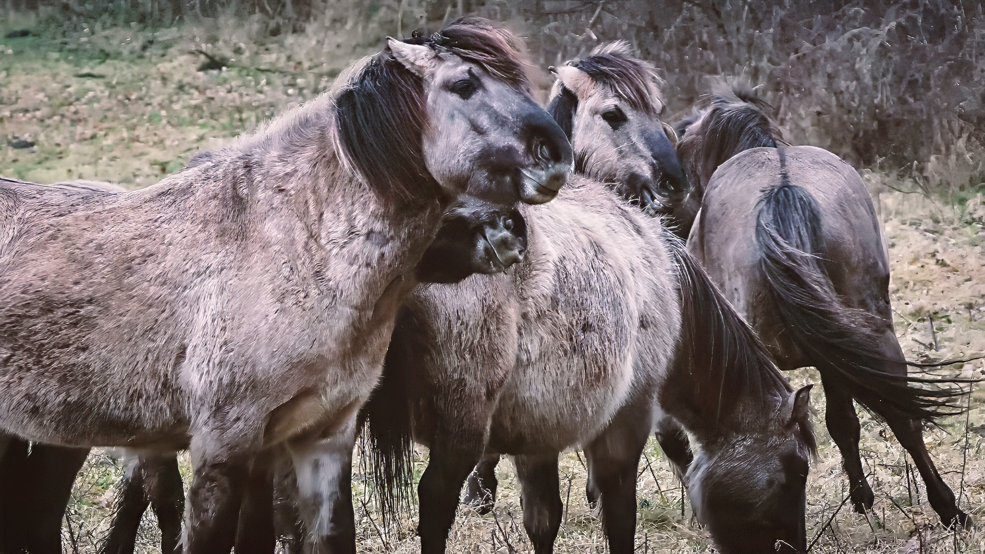 Konik
