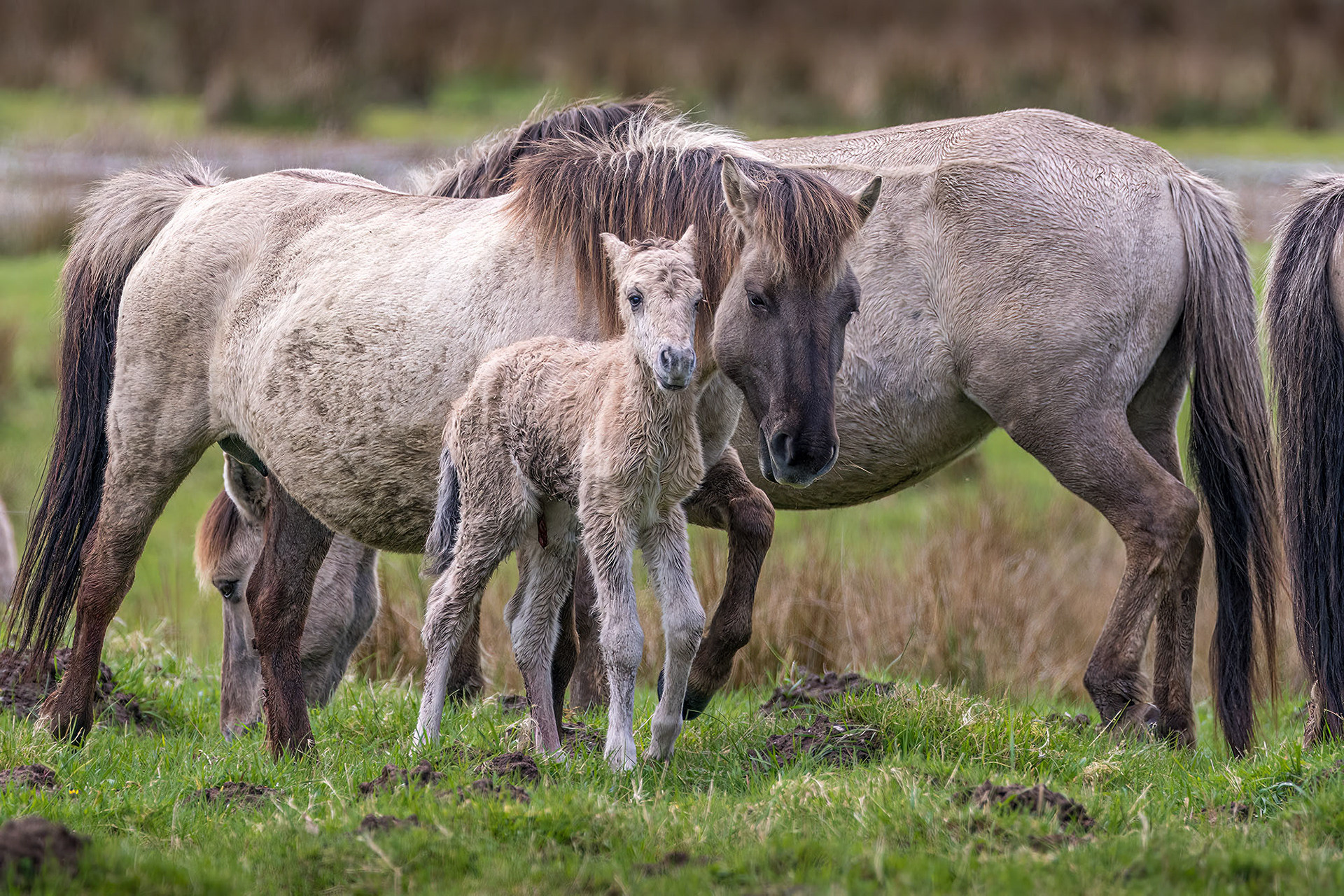 Konik