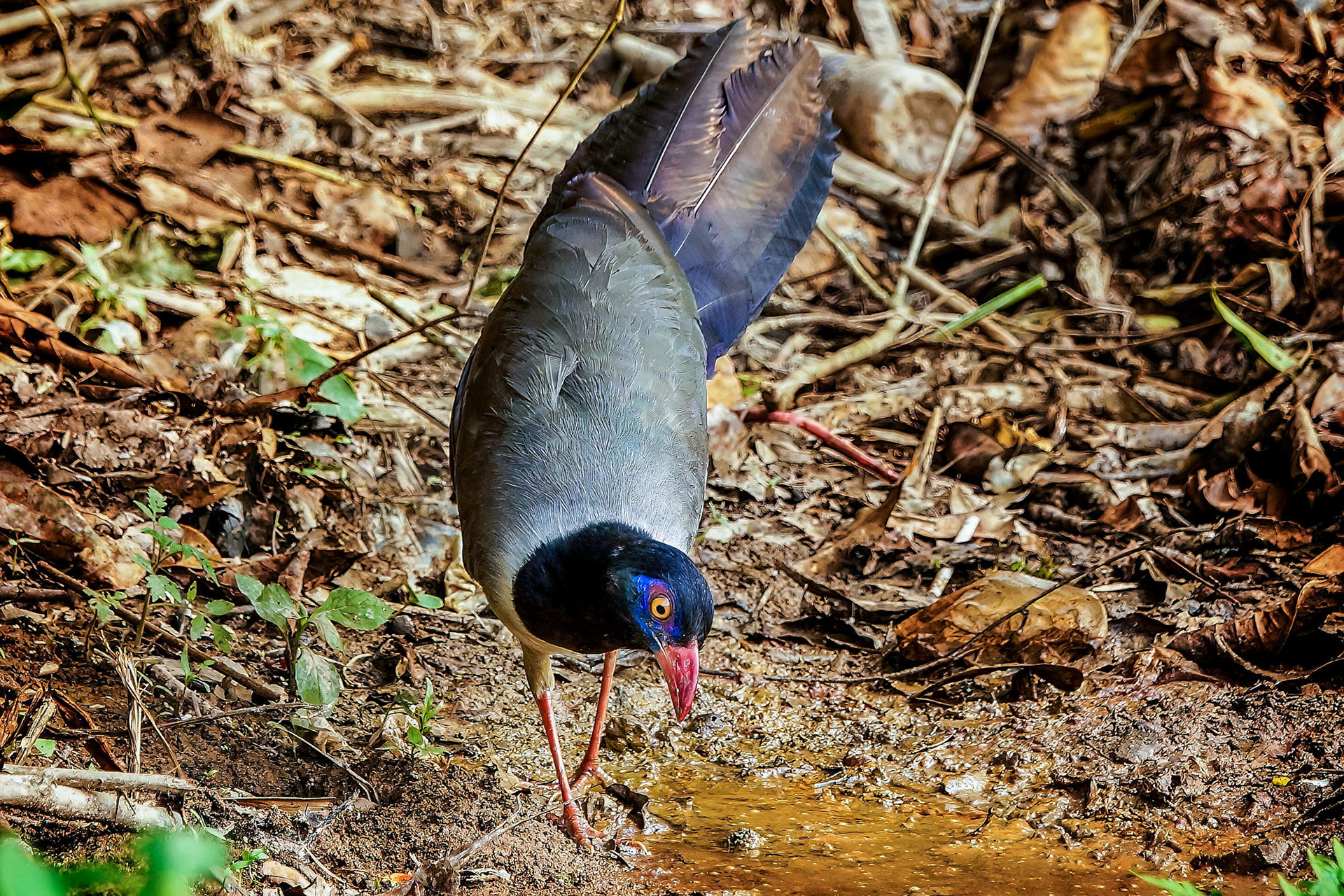 Korallenschnabelkuckuck
