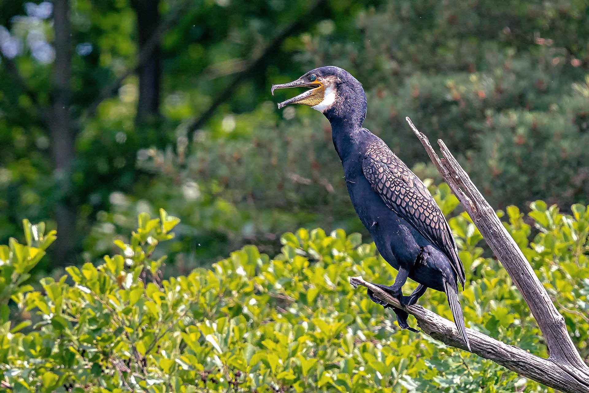 Kormoran