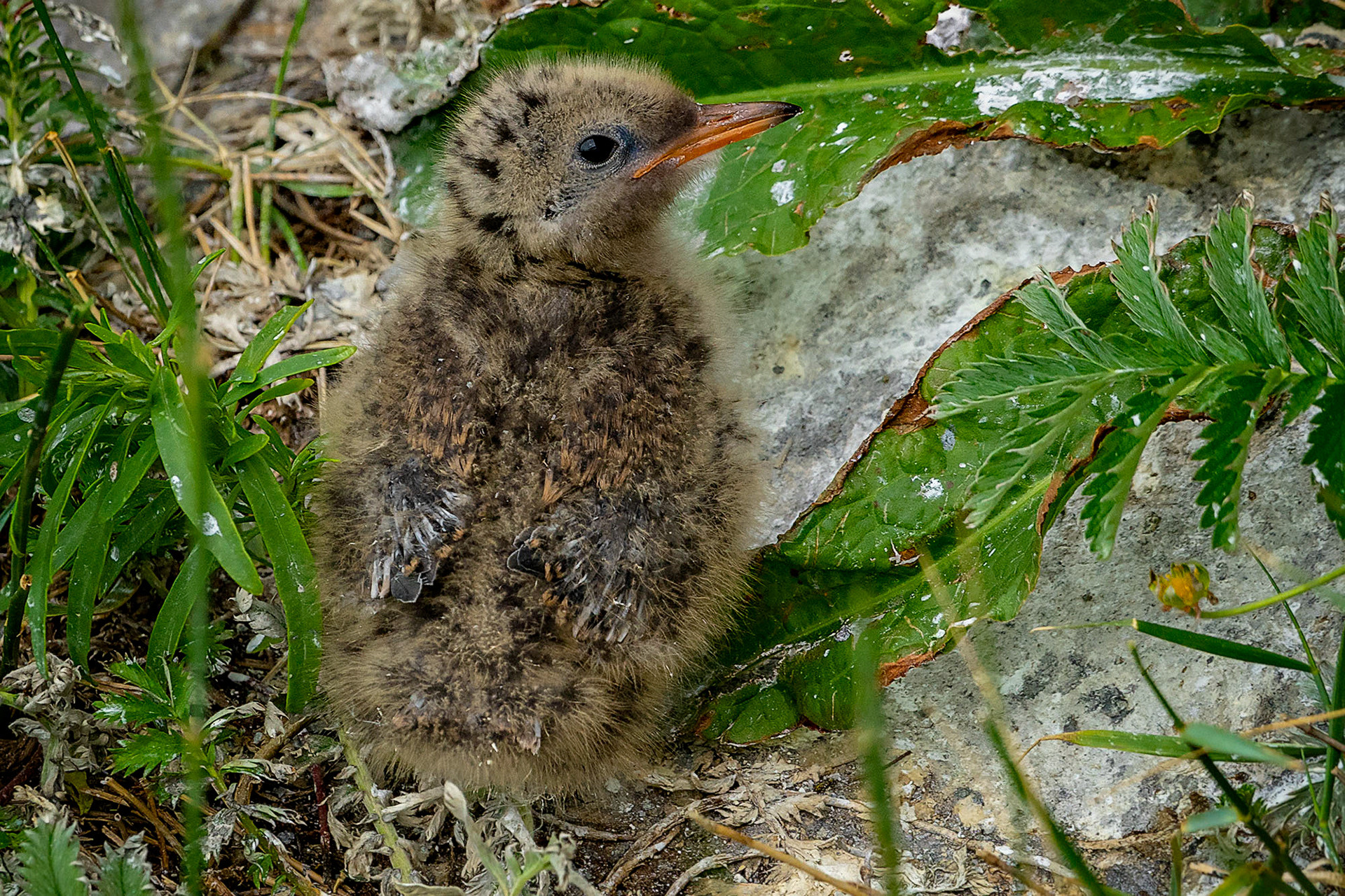juvenile