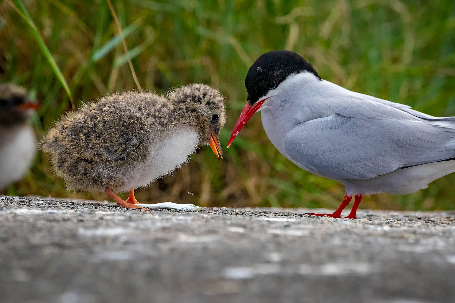 füttert die Jungen