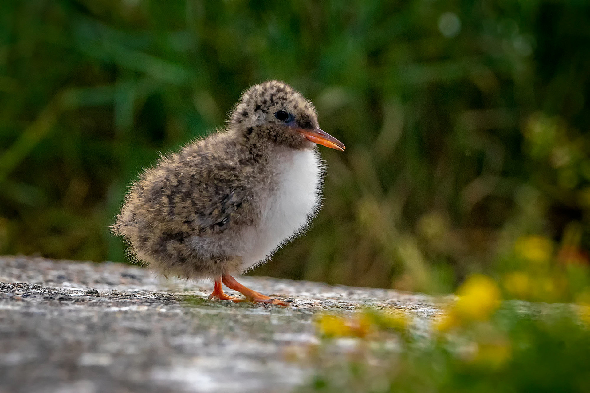 juvenile