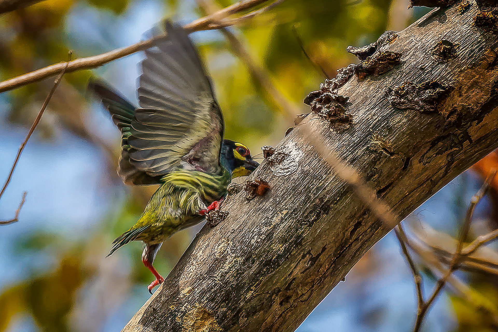 Kupferschmied-Bartvogel