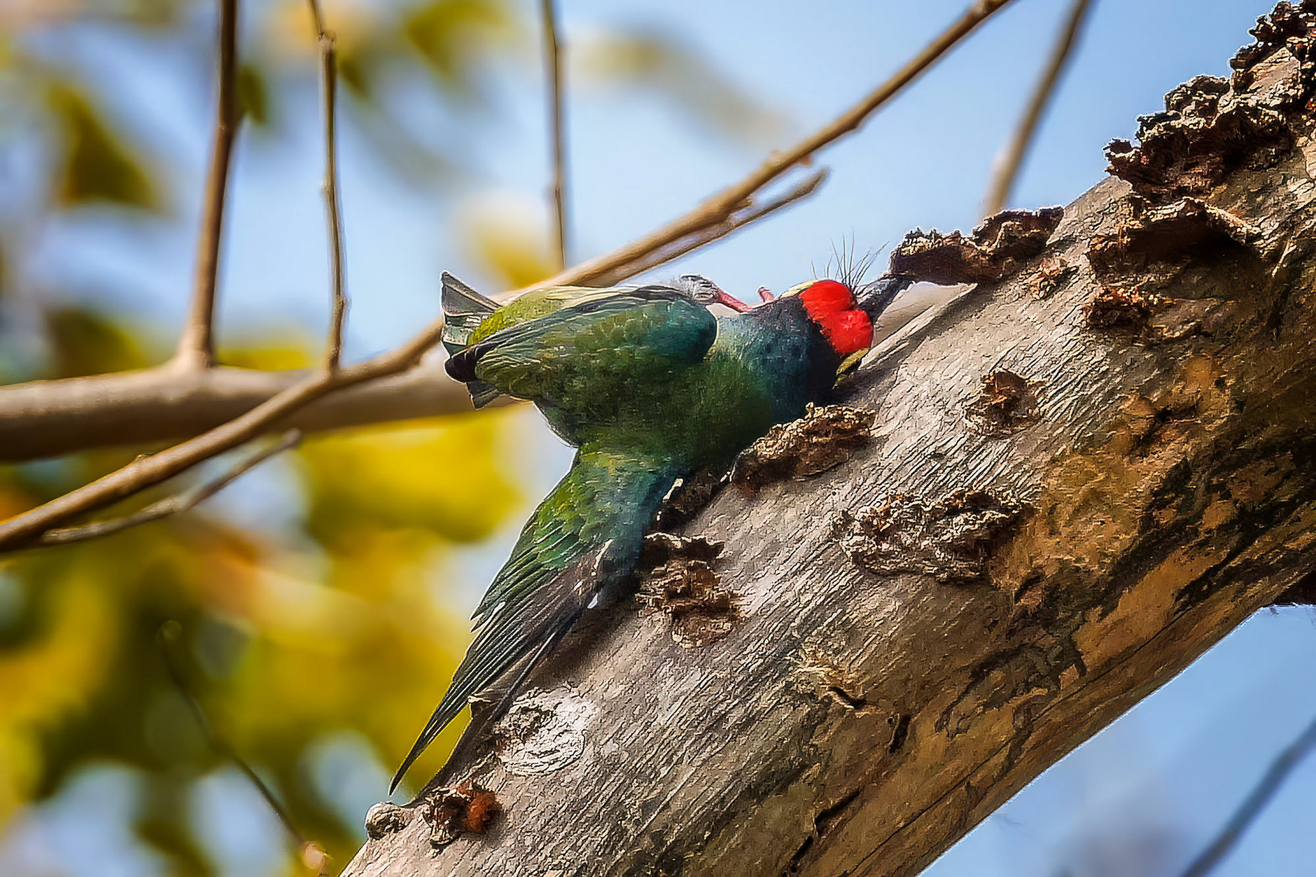 Kupferschmied-Bartvogel